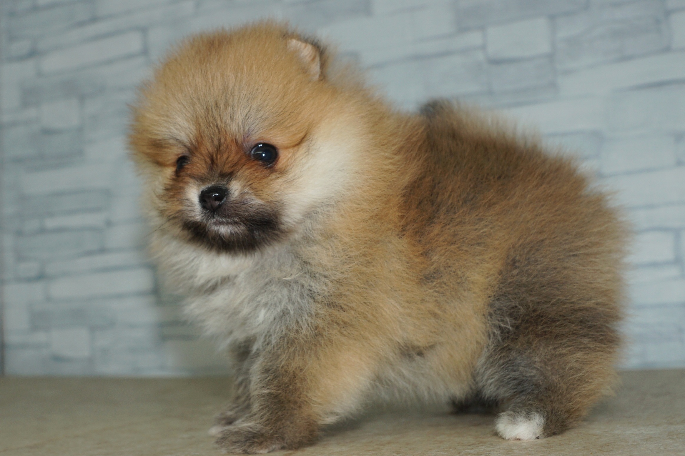 神奈川県のポメラニアン (きくちペット湘南平塚店/2026年1月2日生まれ/女の子/オレンジ)の子犬の3枚目の画像