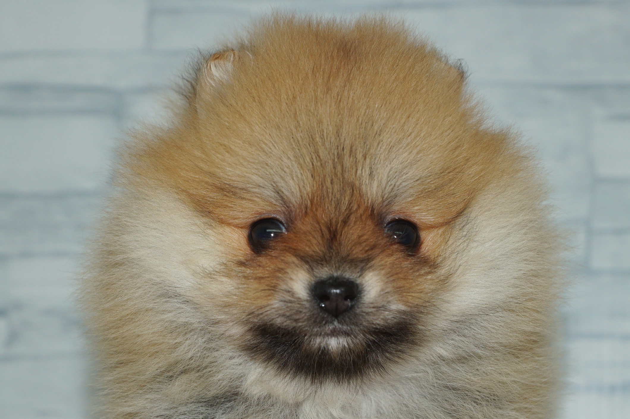 神奈川県のポメラニアン (きくちペット湘南平塚店/2026年1月2日生まれ/女の子/オレンジ)の子犬の1枚目の画像