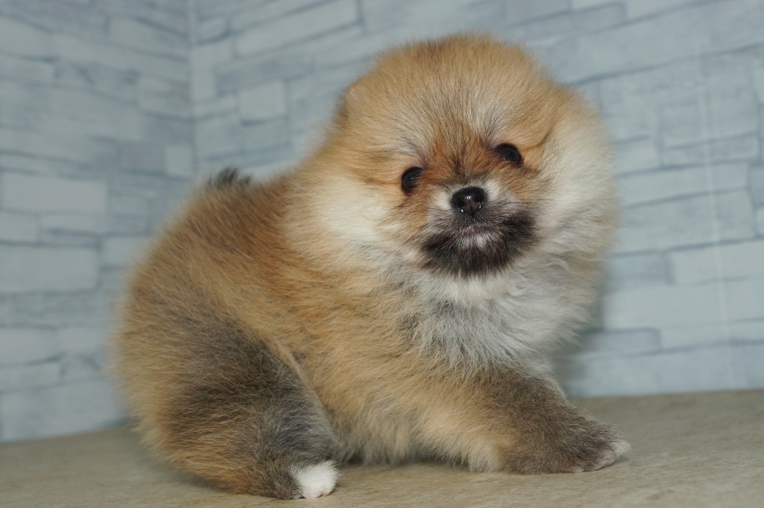 神奈川県のポメラニアン (きくちペット湘南平塚店/2026年1月2日生まれ/女の子/オレンジ)の子犬の2枚目の画像