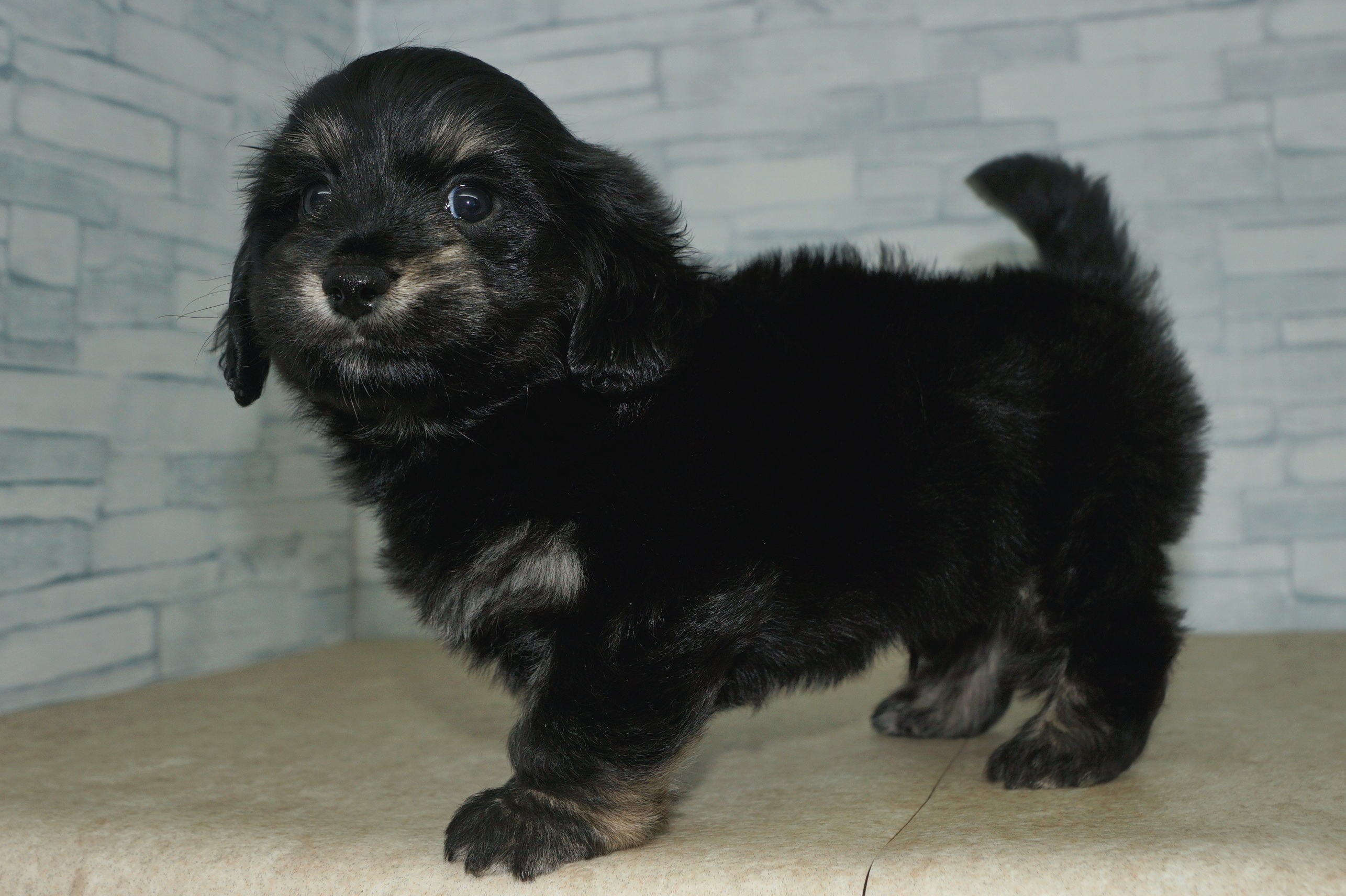 神奈川県のマルックス(マルチーズ×ダックス) (きくちペット湘南平塚店/2026年1月15日生まれ/男の子/ブラックタン)の子犬の2枚目の画像