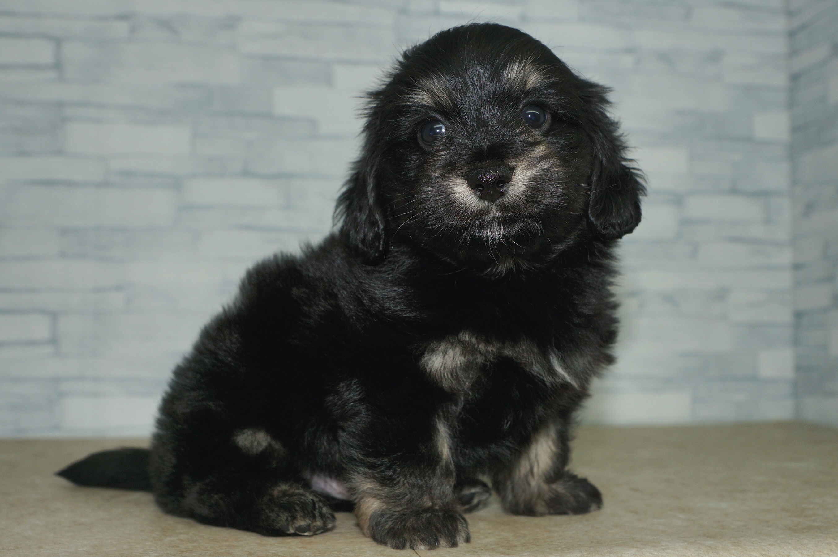 神奈川県のマルックス(マルチーズ×ダックス) (きくちペット湘南平塚店/2026年1月15日生まれ/男の子/ブラックタン)の子犬の3枚目の画像