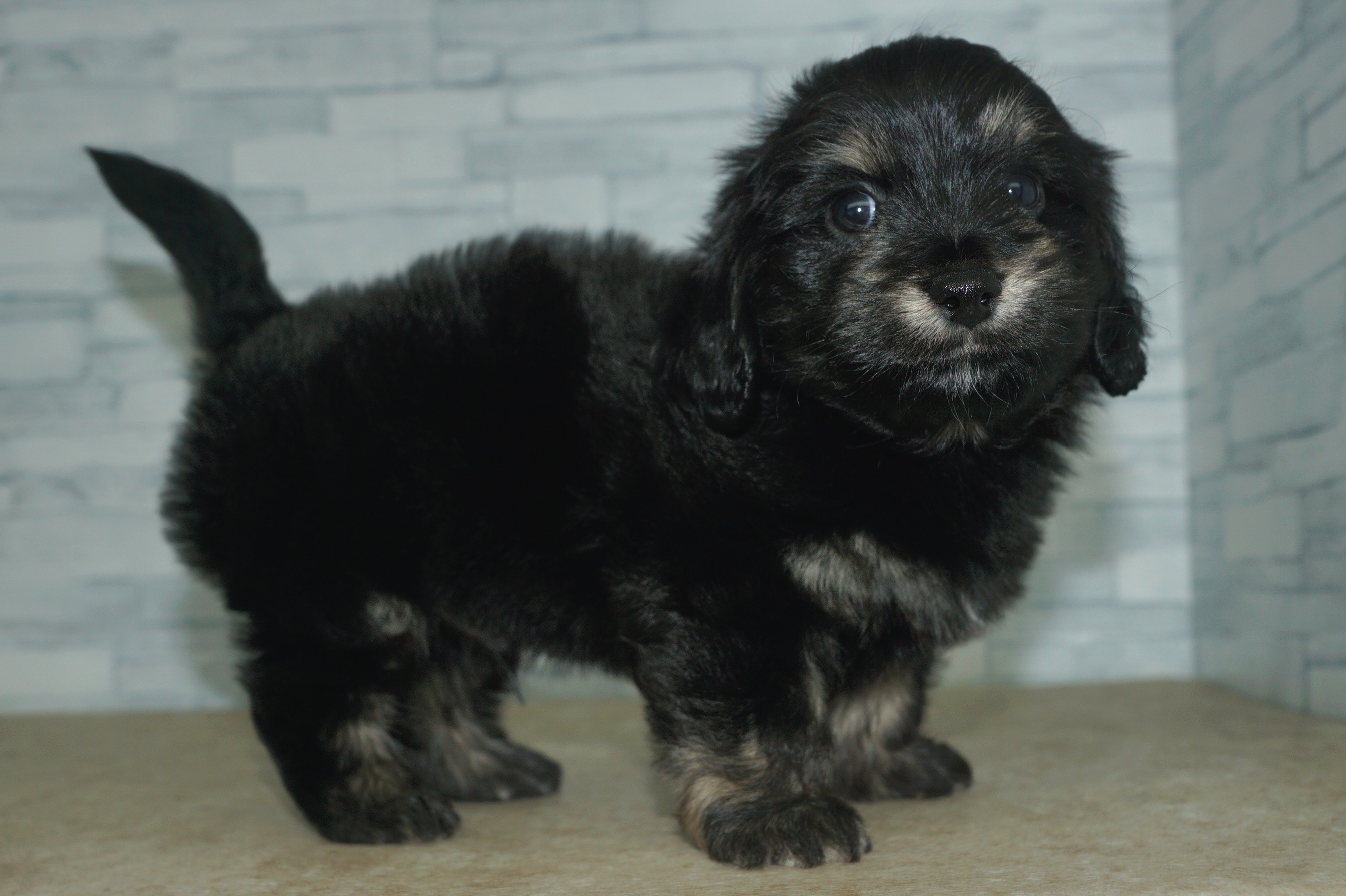 神奈川県のマルックス(マルチーズ×ダックス) (きくちペット湘南平塚店/2026年1月15日生まれ/男の子/ブラックタン)の子犬の4枚目の画像