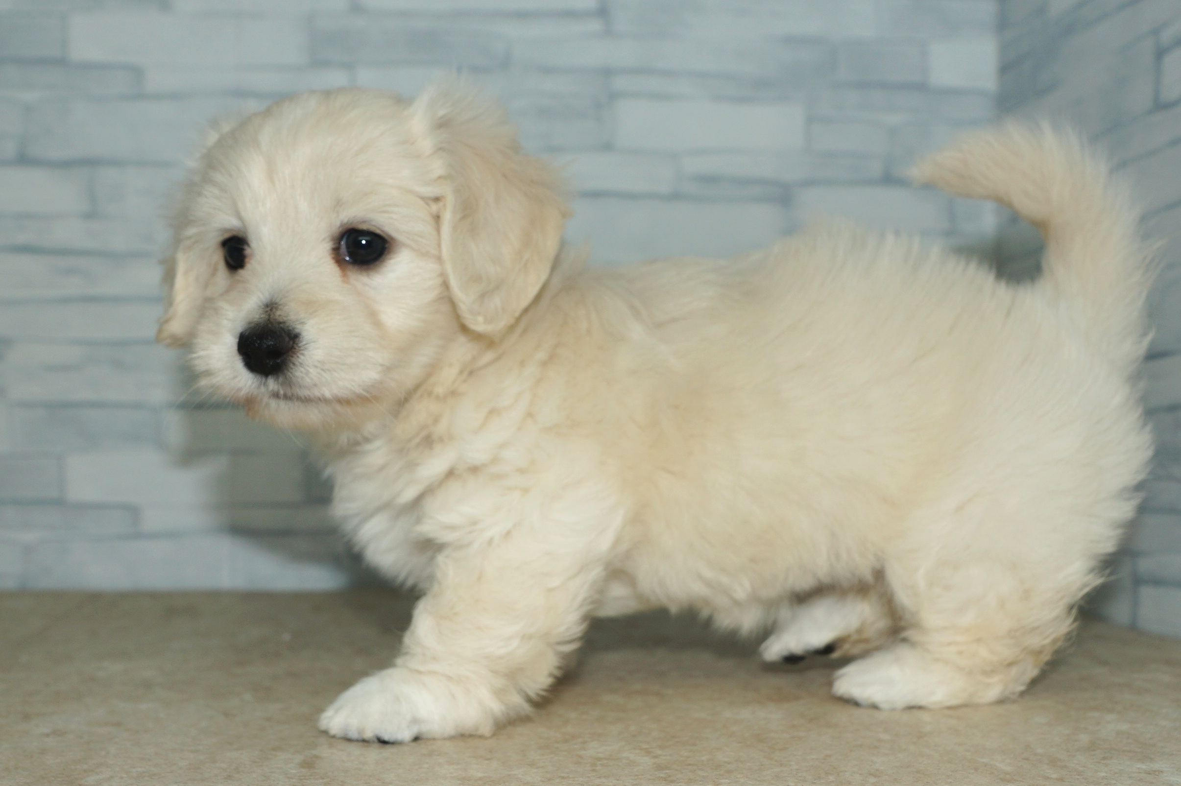 神奈川県のマルックス(マルチーズ×ダックス) (きくちペット湘南平塚店/2026年1月15日生まれ/女の子/クリーム)の子犬の3枚目の画像