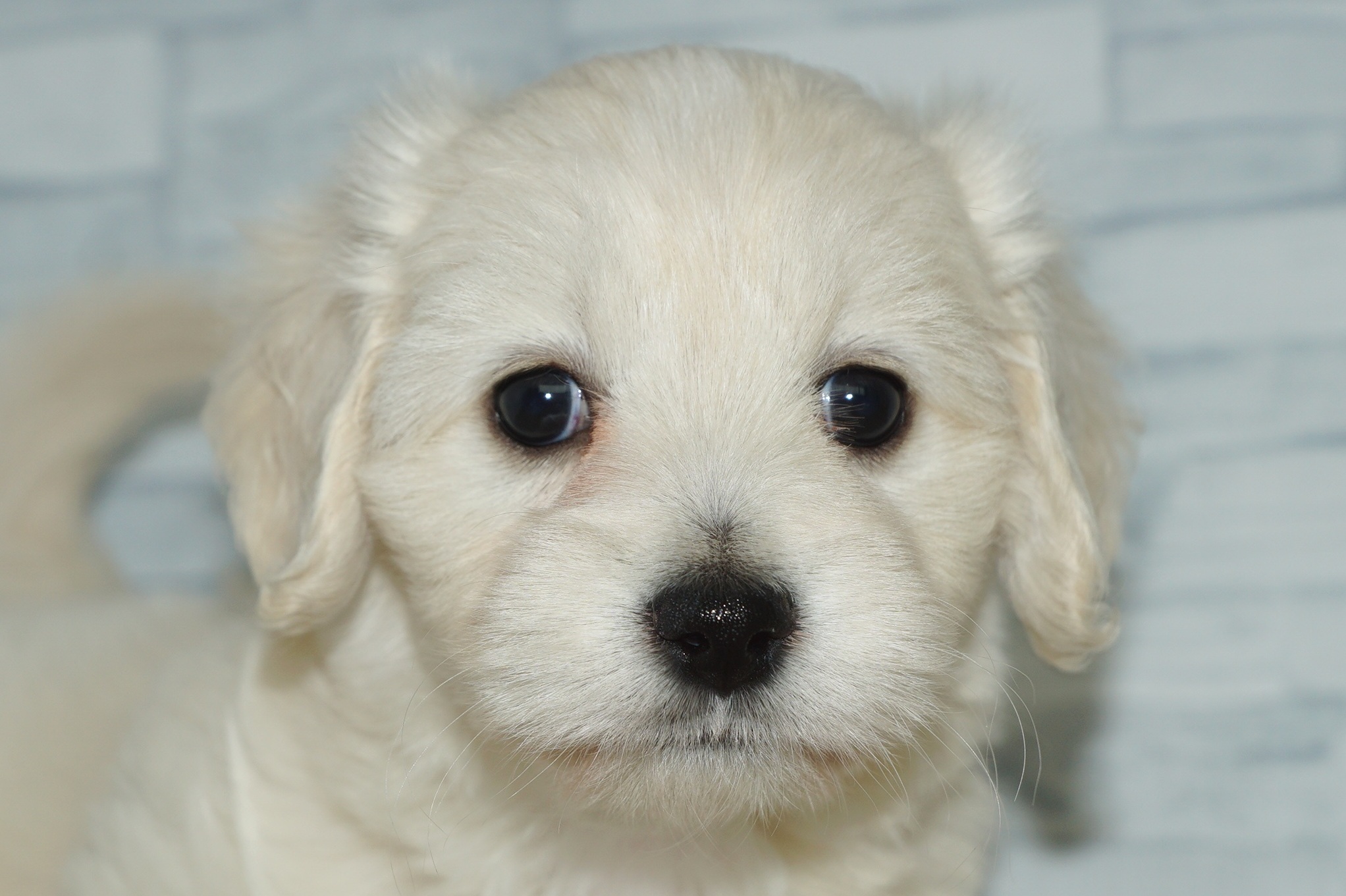 神奈川県のマルックス(マルチーズ×ダックス) (きくちペット湘南平塚店/2026年1月15日生まれ/女の子/クリーム)の子犬の1枚目の画像