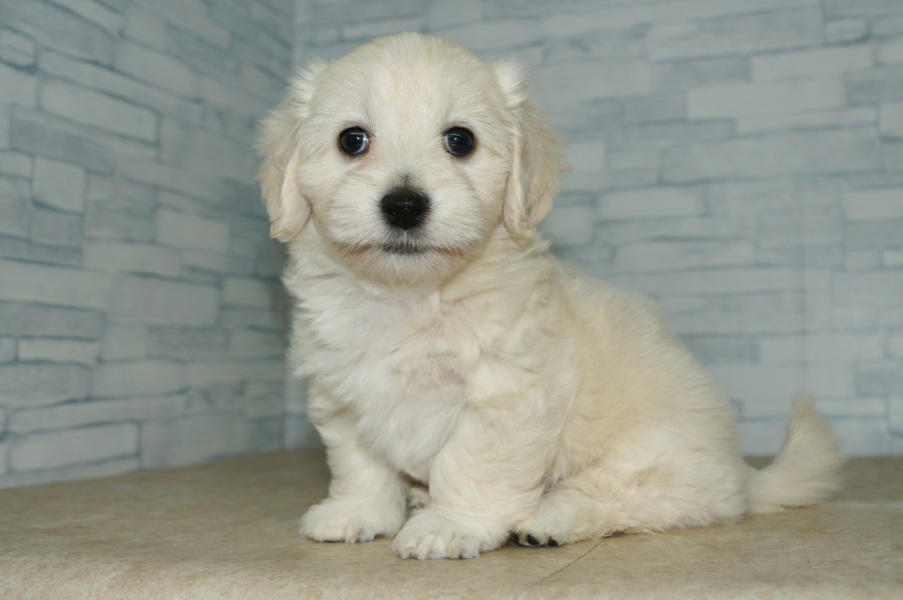 神奈川県のマルックス(マルチーズ×ダックス) (きくちペット湘南平塚店/2026年1月15日生まれ/女の子/クリーム)の子犬の2枚目の画像