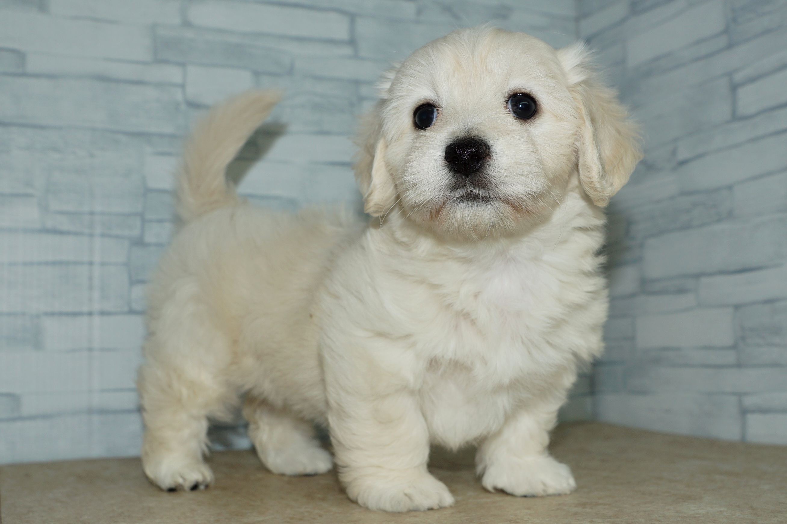 神奈川県のマルックス(マルチーズ×ダックス) (きくちペット湘南平塚店/2026年1月15日生まれ/女の子/クリーム)の子犬の4枚目の画像