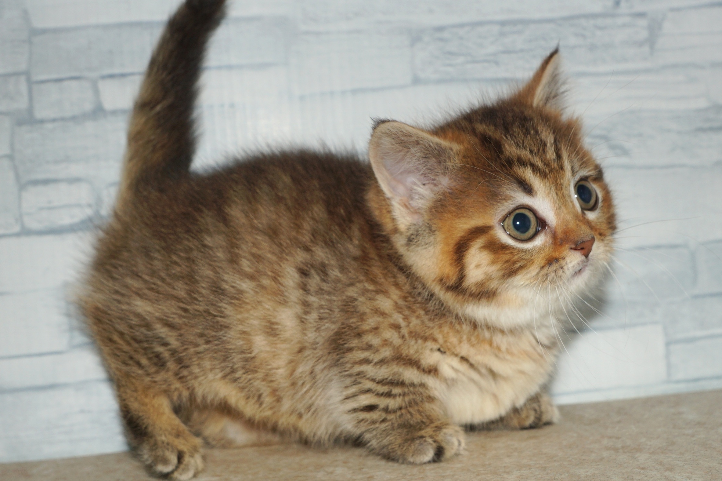神奈川県のマンチカン (きくちペット湘南平塚店/2026年1月4日生まれ/女の子/ブラウンタビー)の子猫の3枚目の画像