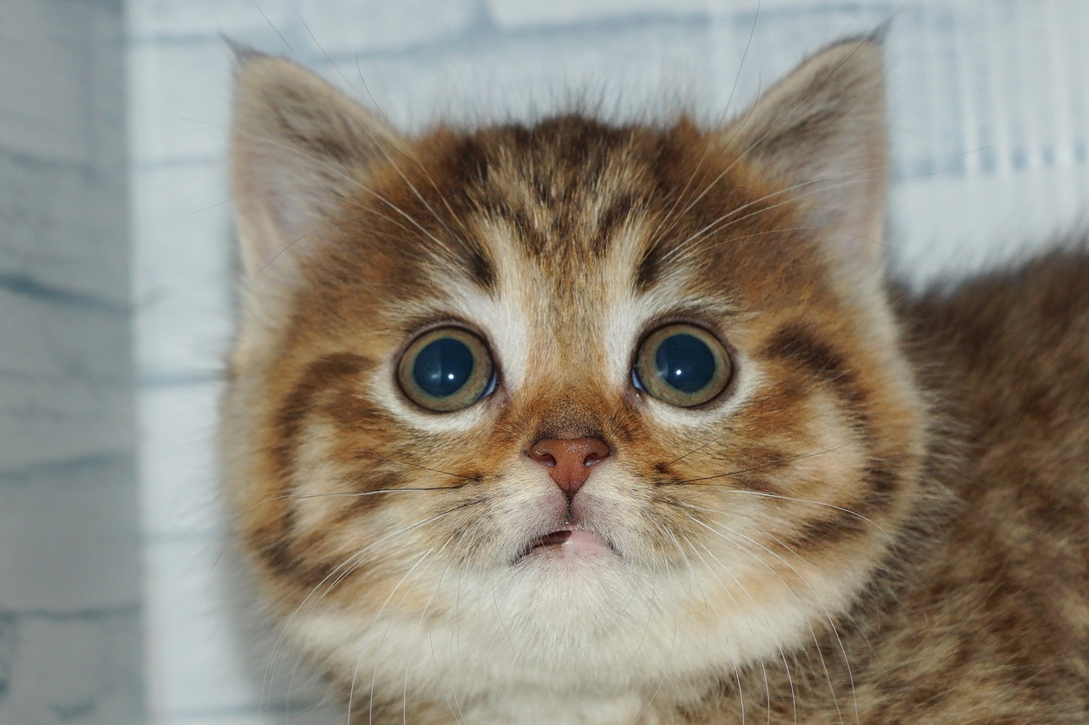 神奈川県のマンチカン (きくちペット湘南平塚店/2026年1月4日生まれ/女の子/ブラウンタビー)の子猫の1枚目の画像