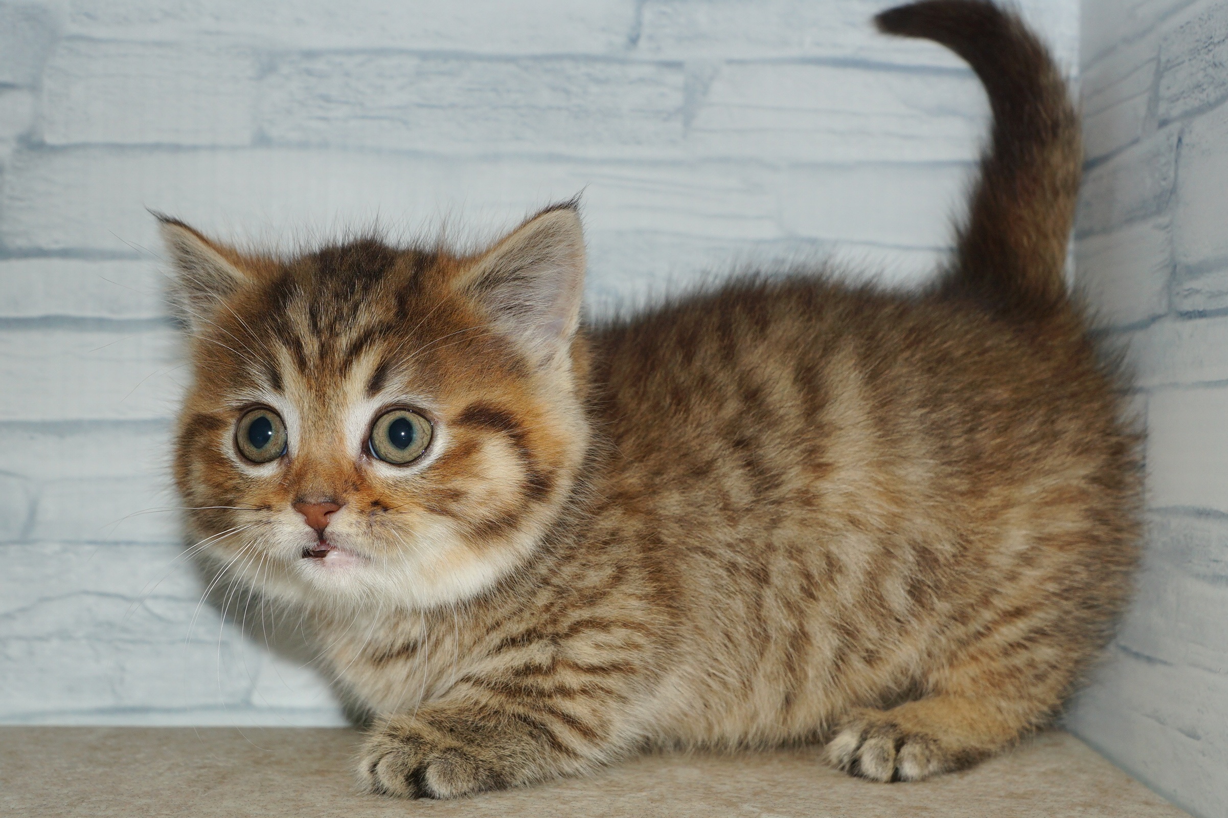神奈川県のマンチカン (きくちペット湘南平塚店/2026年1月4日生まれ/女の子/ブラウンタビー)の子猫の4枚目の画像