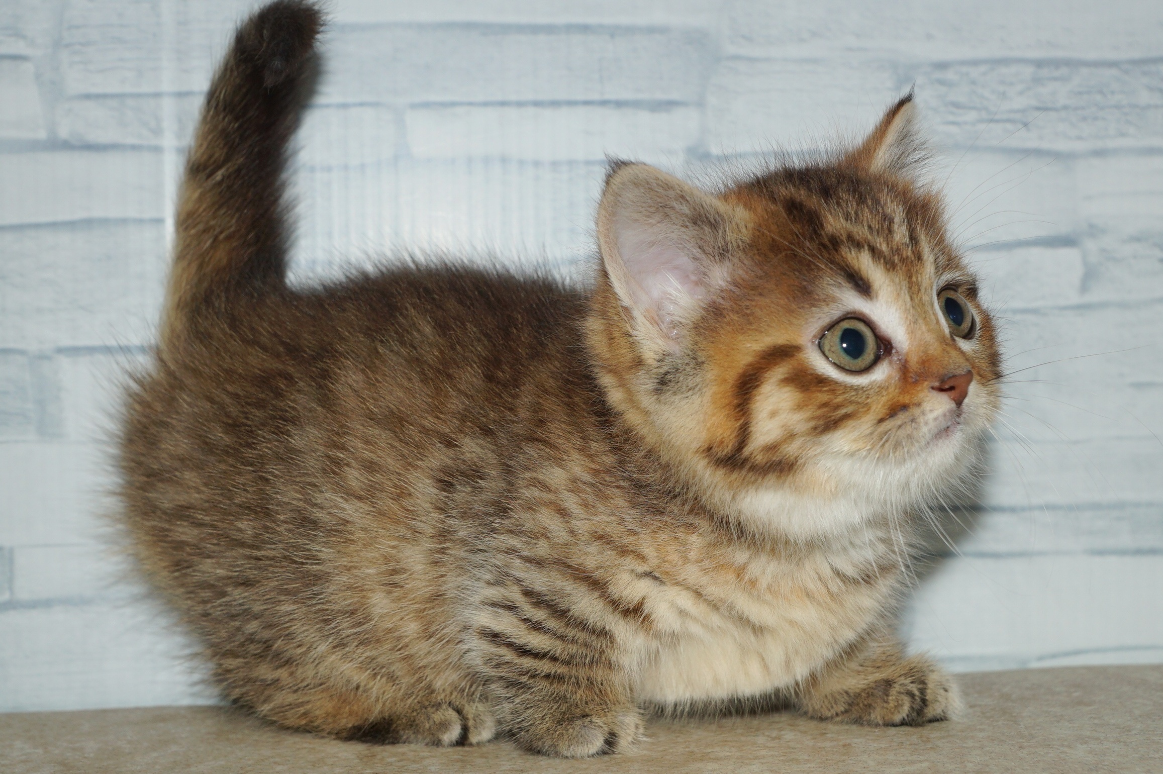 神奈川県のマンチカン (きくちペット湘南平塚店/2026年1月4日生まれ/女の子/ブラウンタビー)の子猫の2枚目の画像