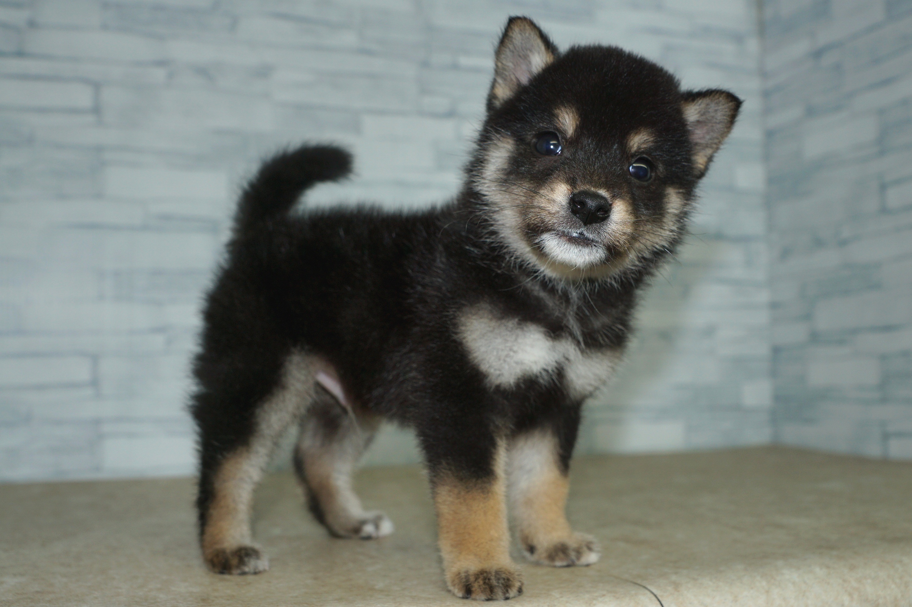 神奈川県の豆柴 (きくちペット湘南平塚店/2025年12月31日生まれ/男の子/黒)の子犬の4枚目の画像