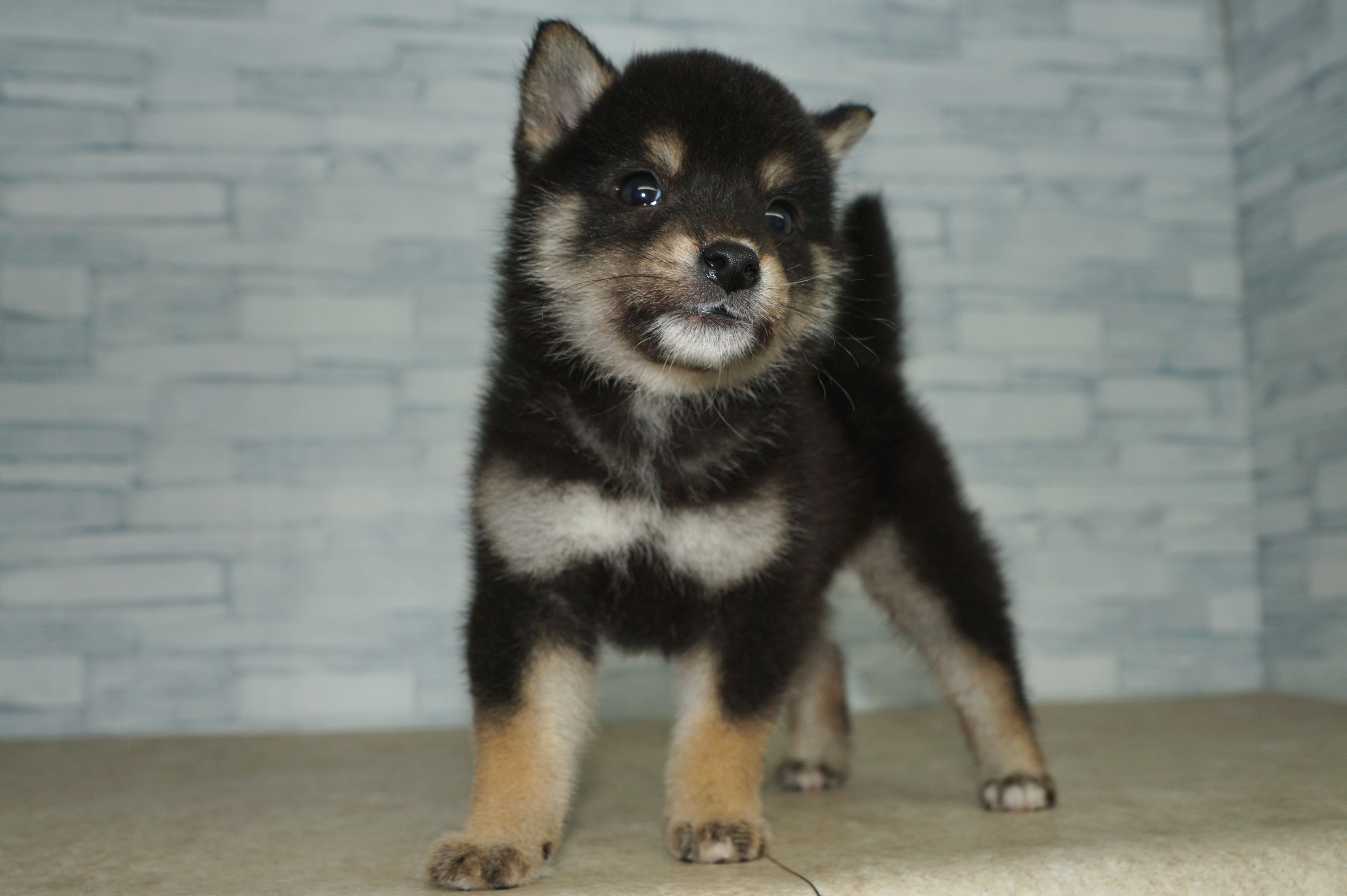 神奈川県の豆柴 (きくちペット湘南平塚店/2025年12月31日生まれ/男の子/黒)の子犬の3枚目の画像