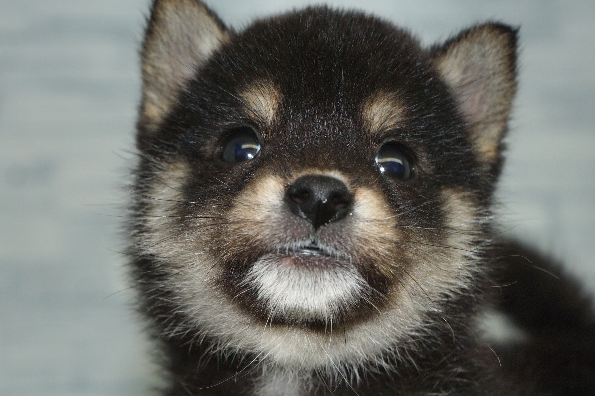 神奈川県の豆柴 (きくちペット湘南平塚店/2025年12月31日生まれ/男の子/黒)の子犬の1枚目の画像