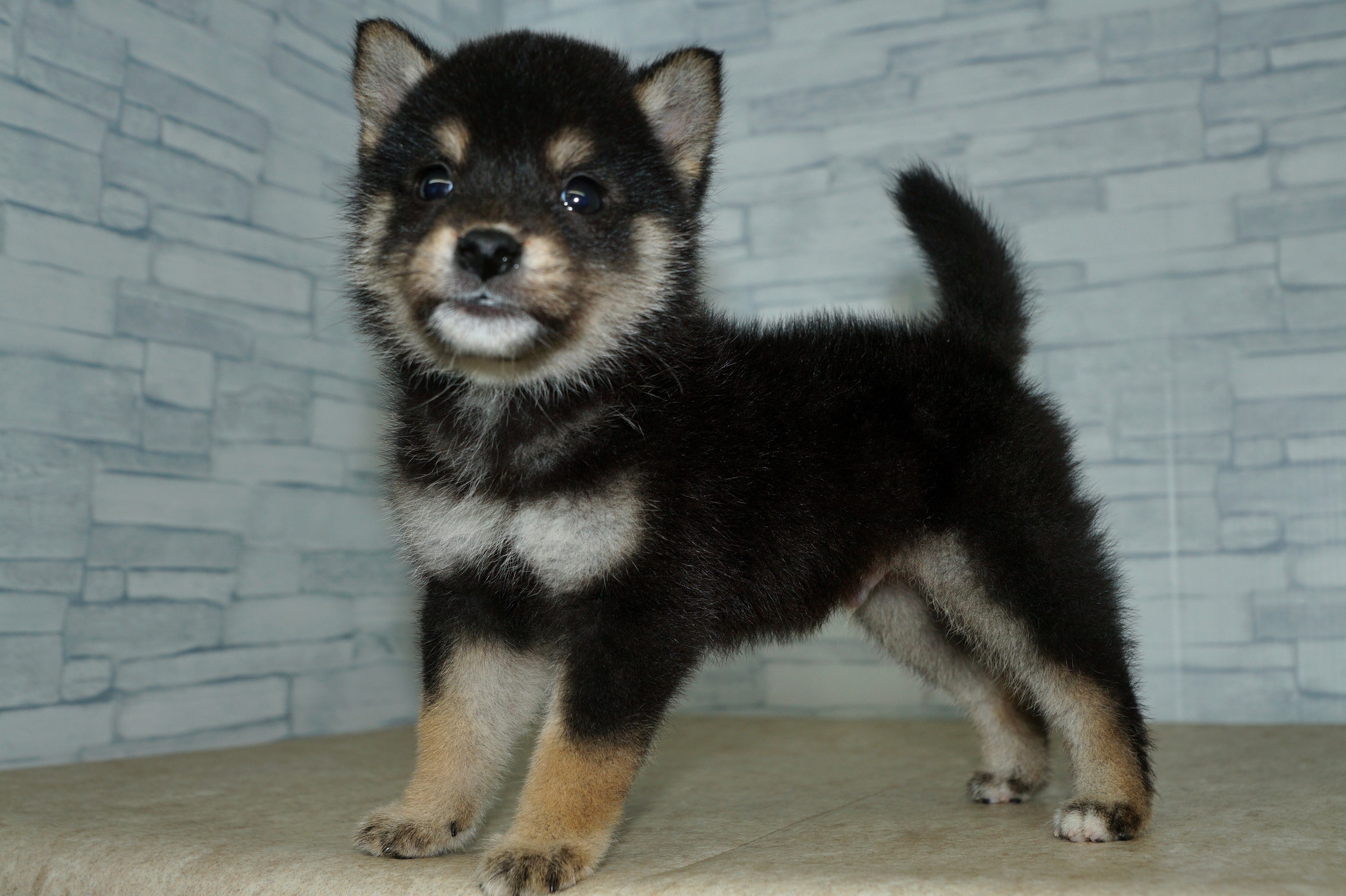 神奈川県の豆柴 (きくちペット湘南平塚店/2025年12月31日生まれ/男の子/黒)の子犬の2枚目の画像