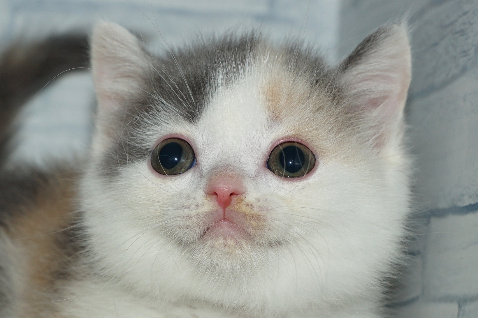 神奈川県のブリティッシュショートヘアー (きくちペット湘南平塚店/2026年1月5日生まれ/女の子/ダイリュートキャリコ)の子猫の1枚目の画像