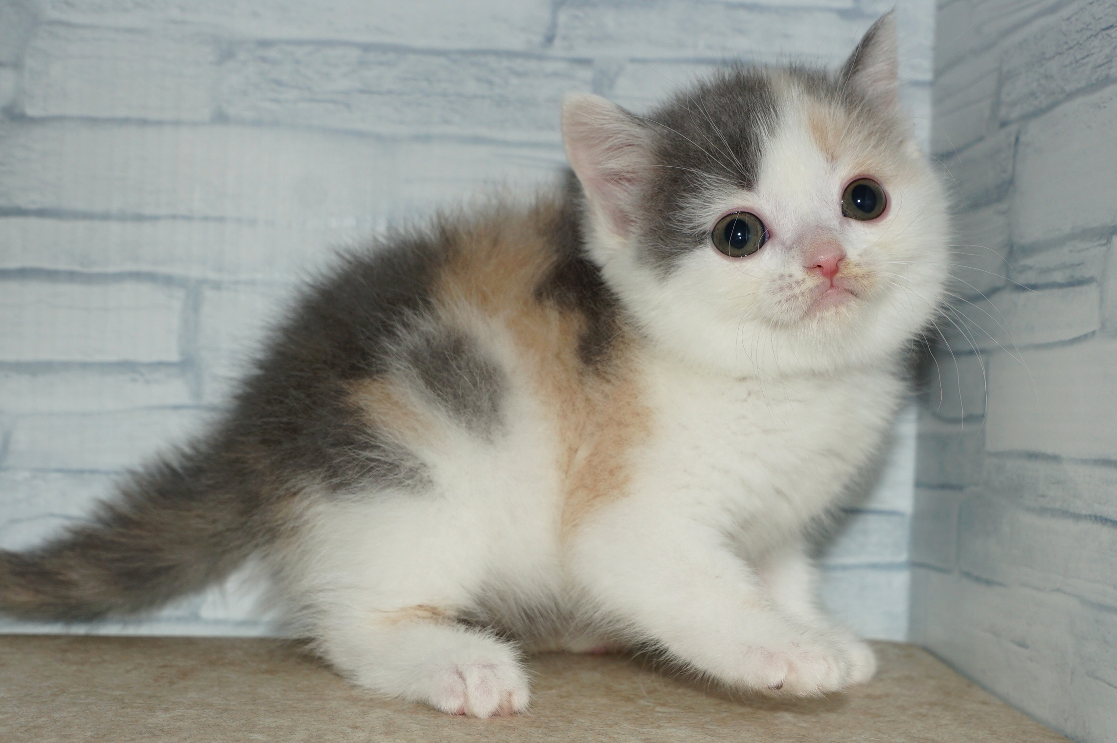 神奈川県のブリティッシュショートヘアー (きくちペット湘南平塚店/2026年1月5日生まれ/女の子/ダイリュートキャリコ)の子猫の2枚目の画像