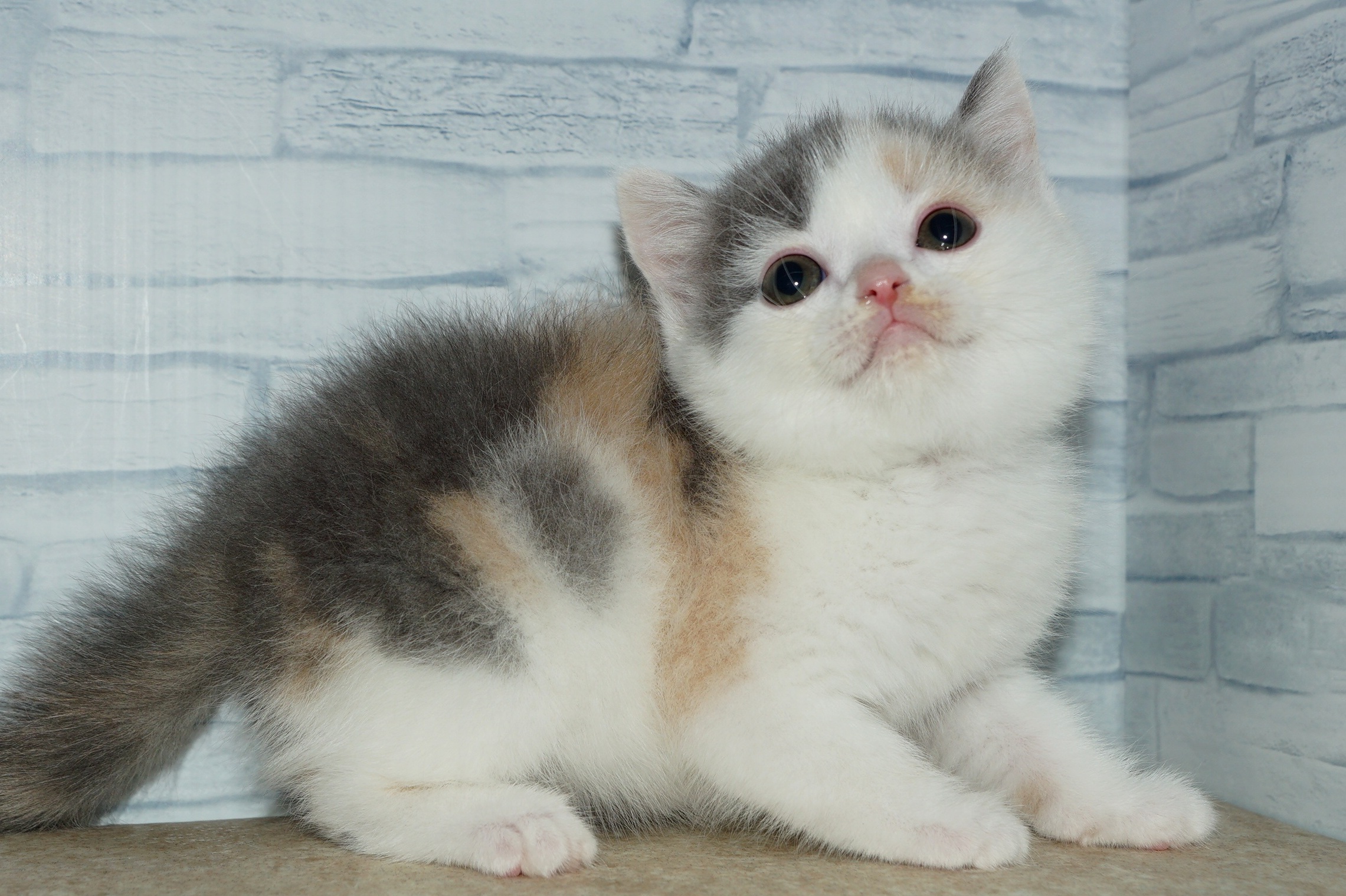 神奈川県のブリティッシュショートヘアー (きくちペット湘南平塚店/2026年1月5日生まれ/女の子/ダイリュートキャリコ)の子猫の3枚目の画像