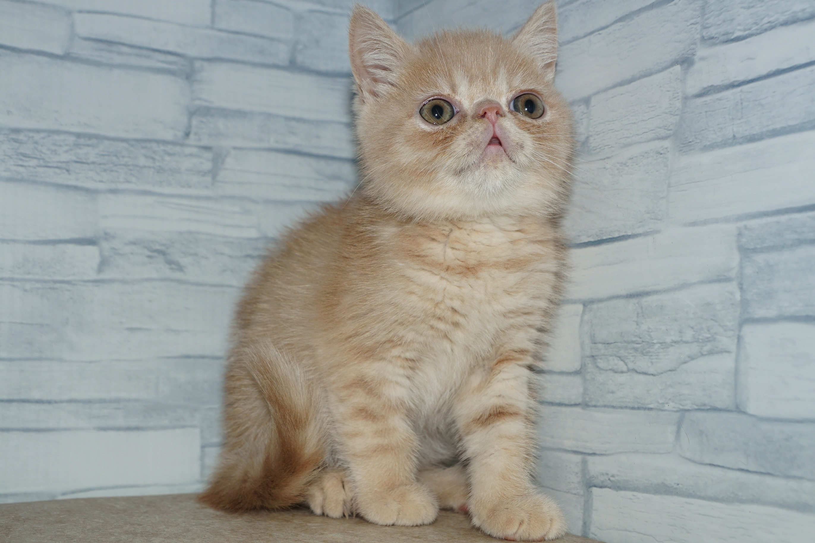 神奈川県のエキゾチック (きくちペット湘南平塚店/2026年1月10日生まれ/男の子/クリームタビー)の子猫の3枚目の画像