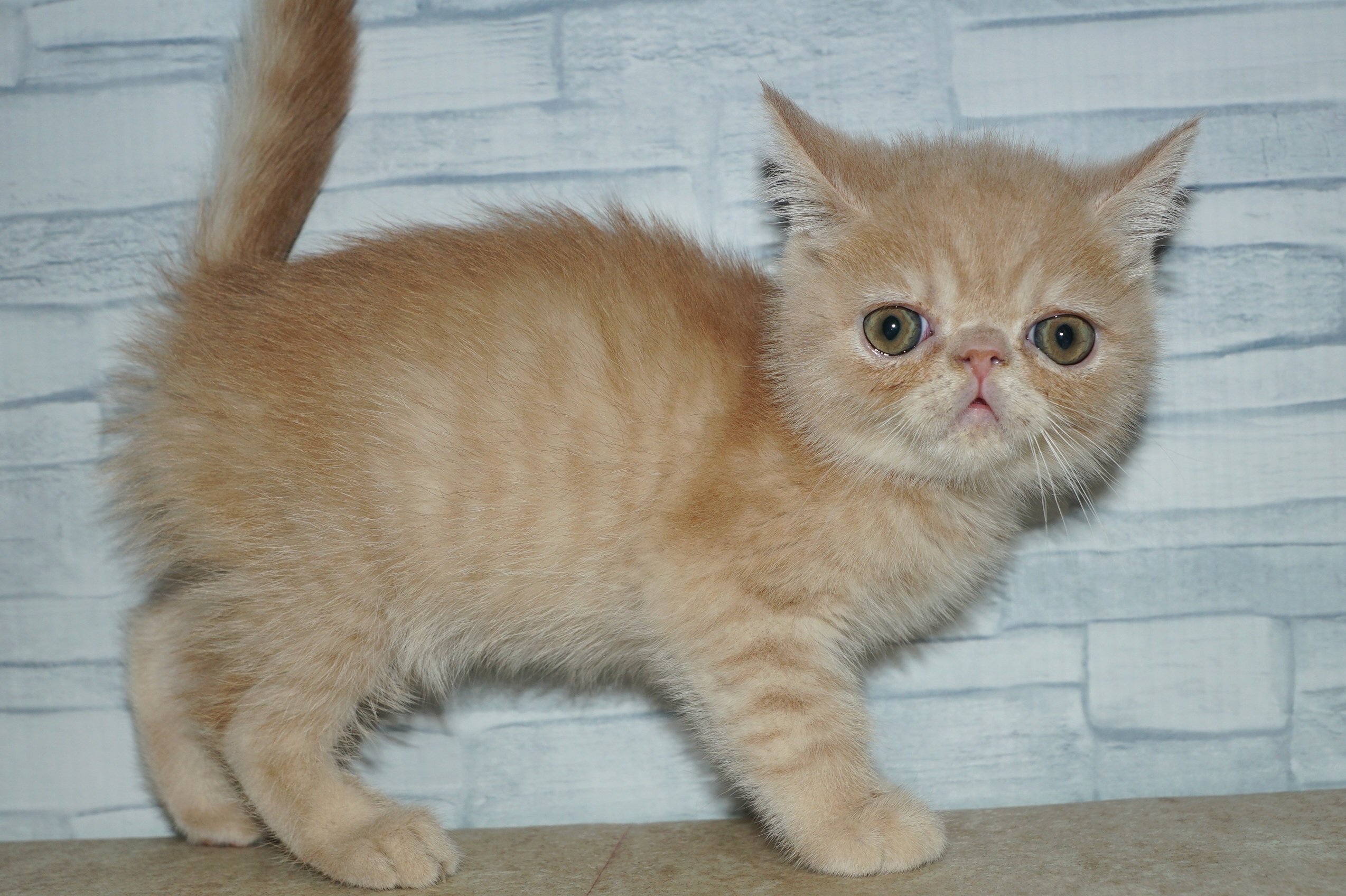 神奈川県のエキゾチック (きくちペット湘南平塚店/2026年1月10日生まれ/男の子/クリームタビー)の子猫の2枚目の画像