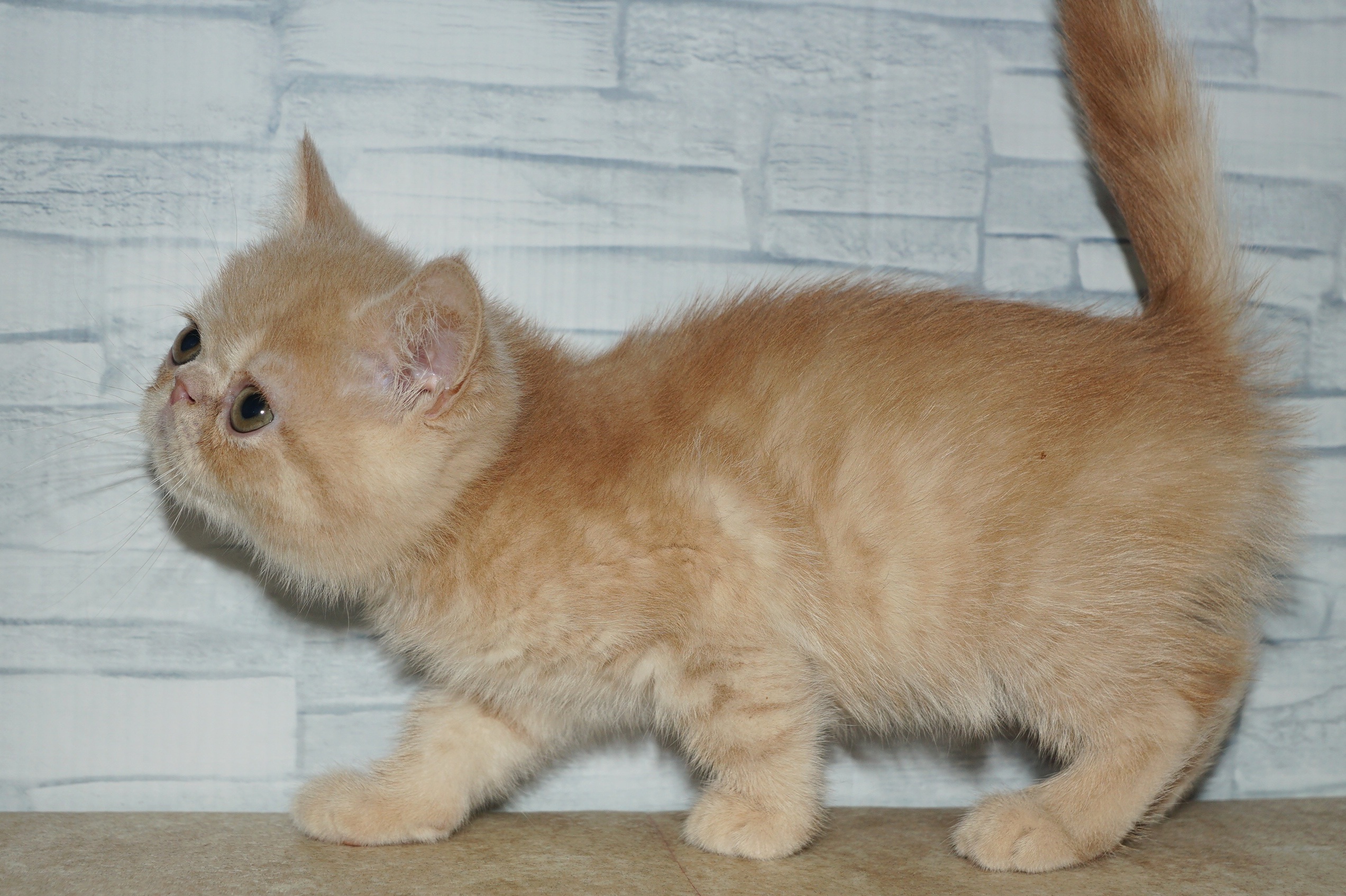 神奈川県のエキゾチック (きくちペット湘南平塚店/2026年1月10日生まれ/男の子/クリームタビー)の子猫の4枚目の画像