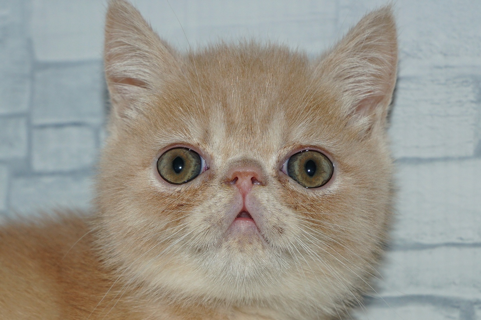 神奈川県のエキゾチック (きくちペット湘南平塚店/2026年1月10日生まれ/男の子/クリームタビー)の子猫の1枚目の画像