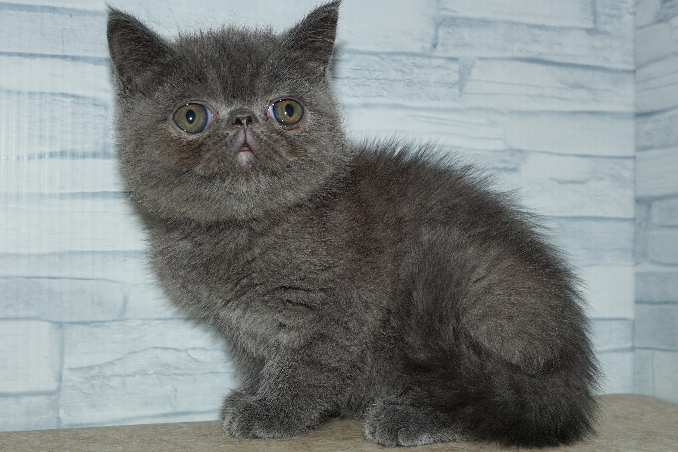 神奈川県のエキゾチック (きくちペット湘南平塚店/2026年1月10日生まれ/女の子/ブルー)の子猫の2枚目の画像