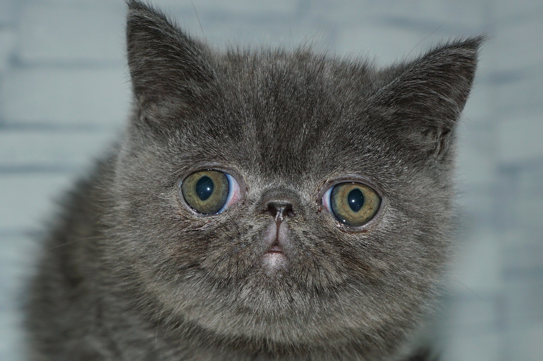 神奈川県のエキゾチック (きくちペット湘南平塚店/2026年1月10日生まれ/女の子/ブルー)の子猫の1枚目の画像