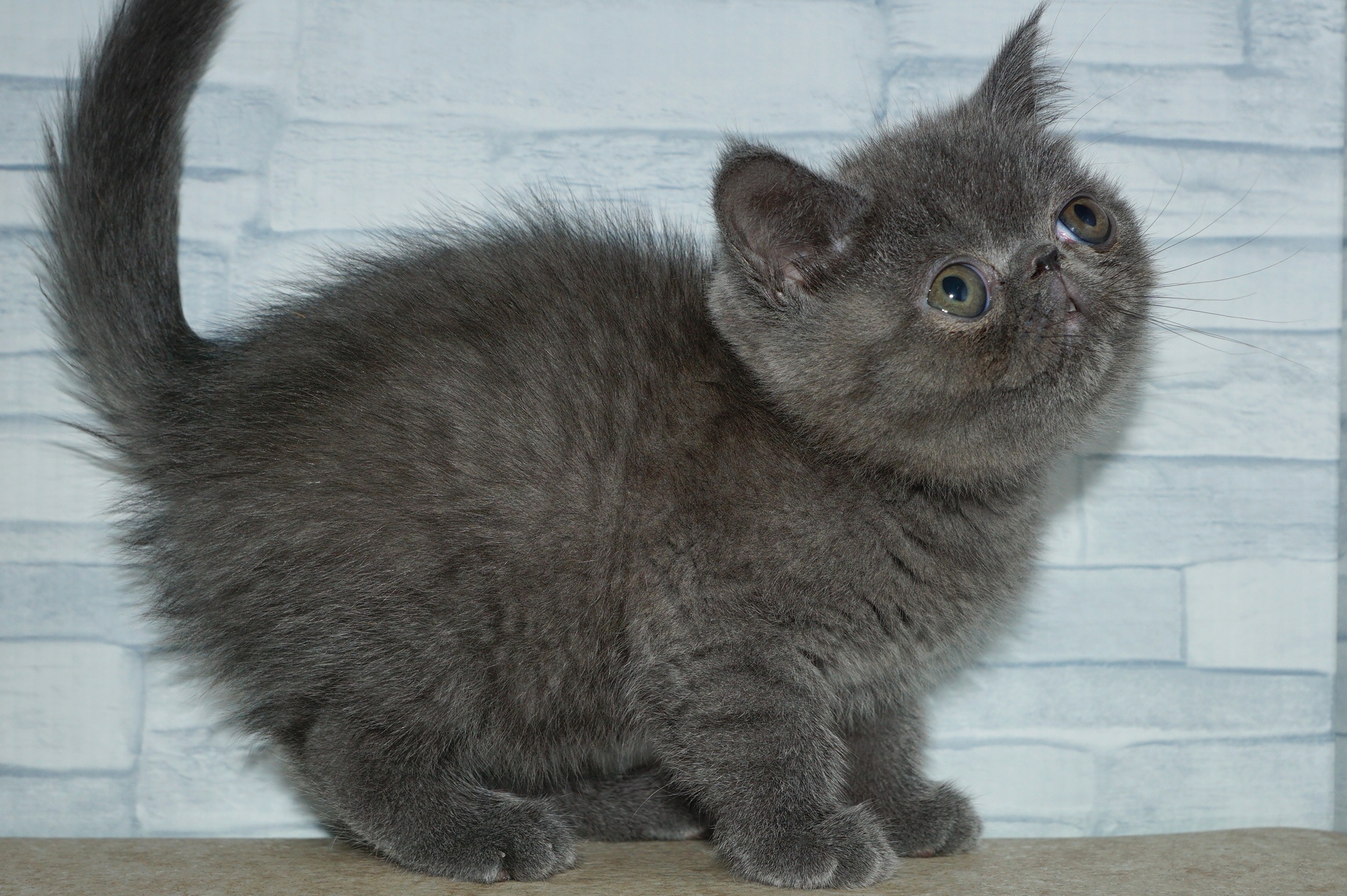 神奈川県のエキゾチック (きくちペット湘南平塚店/2026年1月10日生まれ/女の子/ブルー)の子猫の3枚目の画像