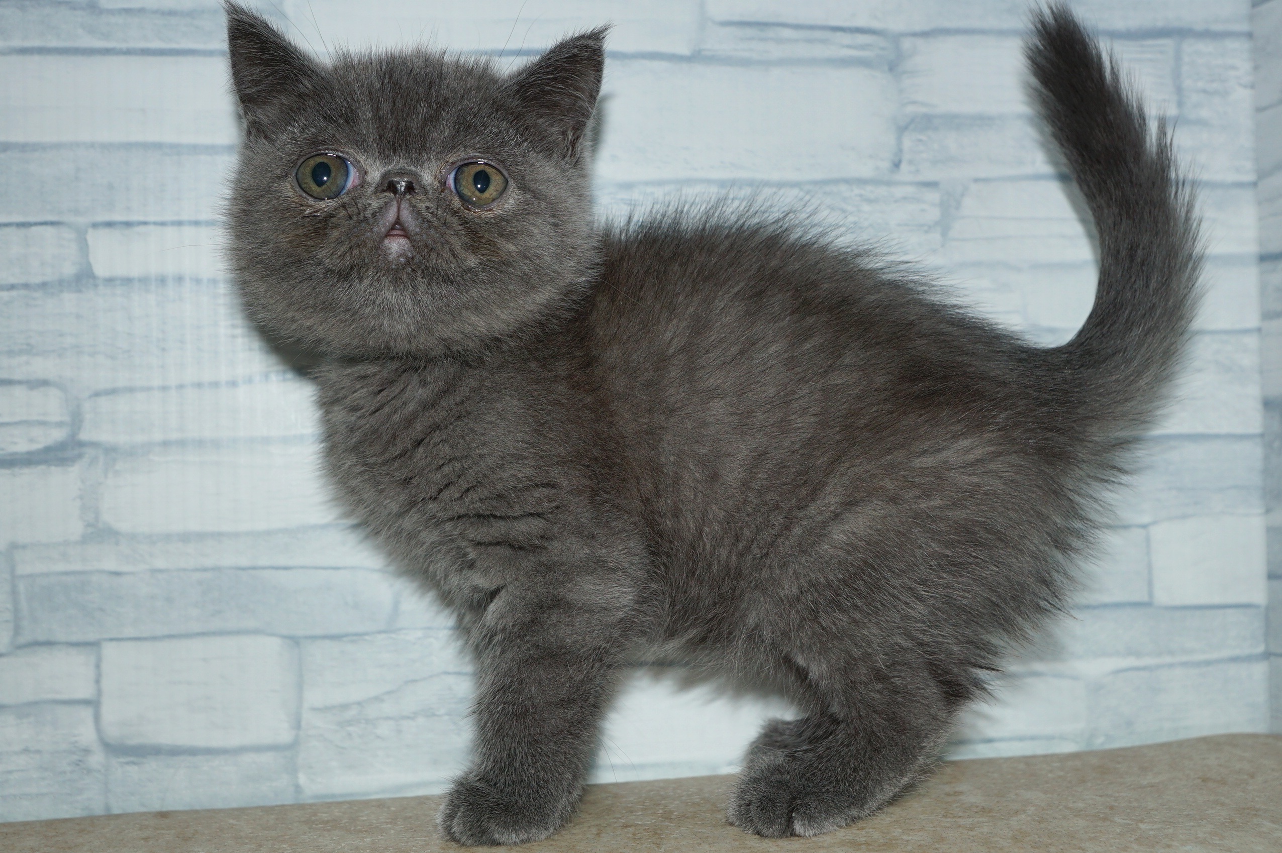 神奈川県のエキゾチック (きくちペット湘南平塚店/2026年1月10日生まれ/女の子/ブルー)の子猫の4枚目の画像