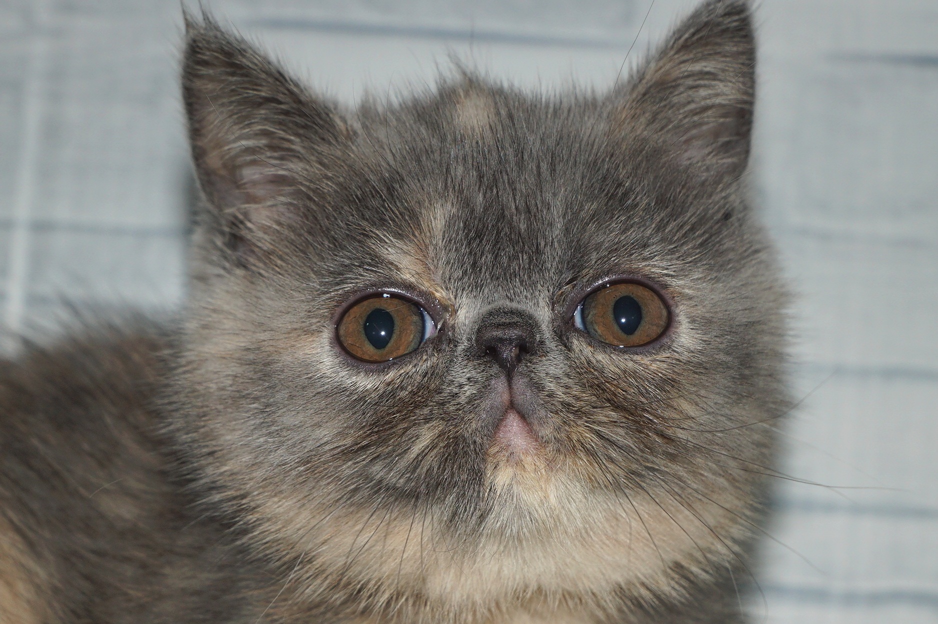 神奈川県のエキゾチック (きくちペット湘南平塚店/2026年1月15日生まれ/女の子/ブルークリーム)の子猫の1枚目の画像