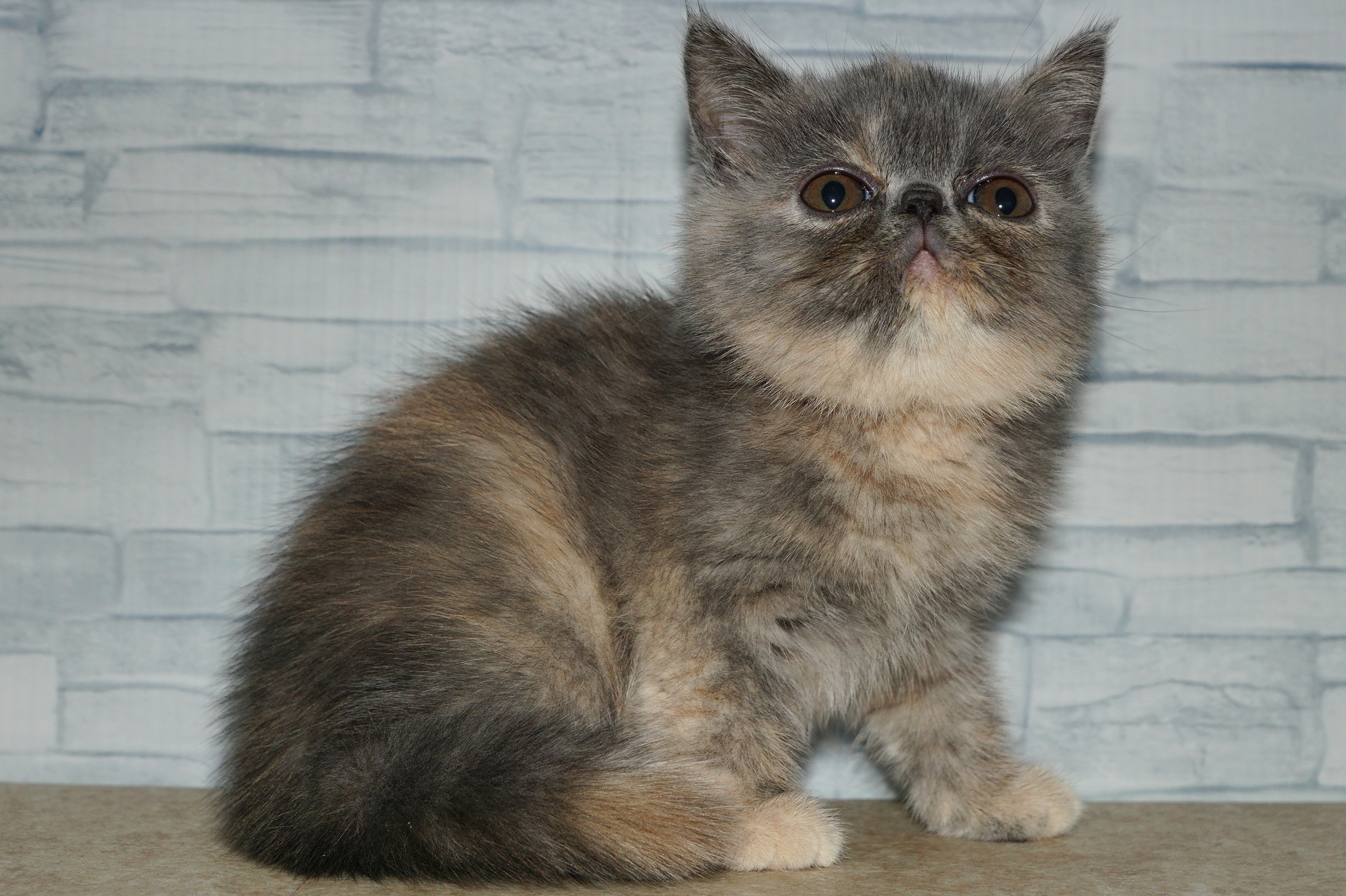 神奈川県のエキゾチック (きくちペット湘南平塚店/2026年1月15日生まれ/女の子/ブルークリーム)の子猫の2枚目の画像