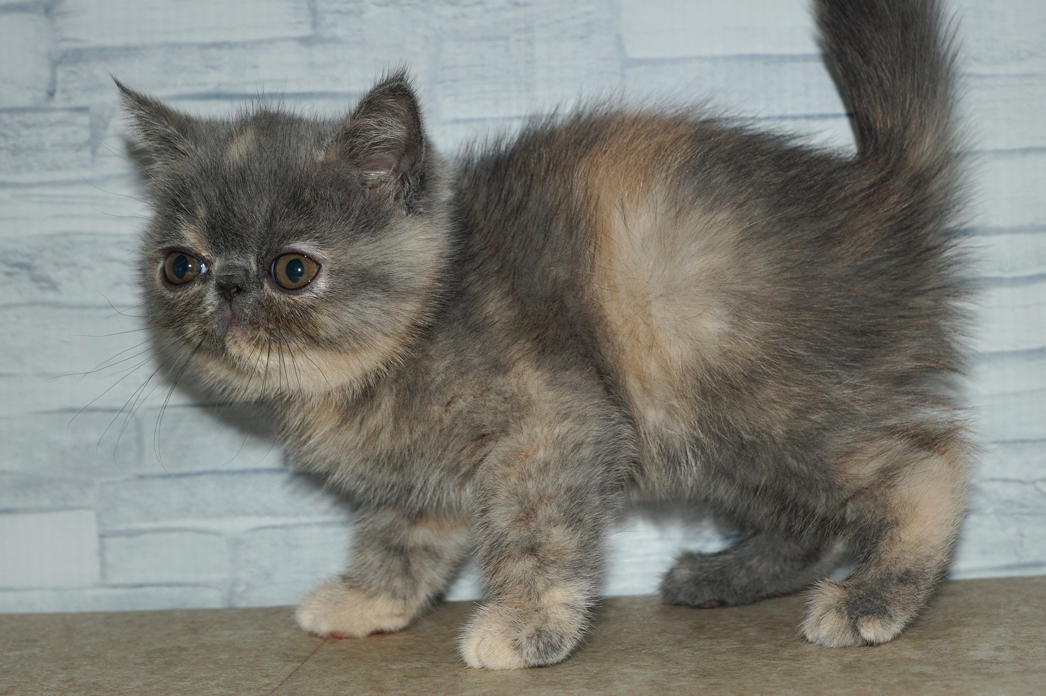 神奈川県のエキゾチック (きくちペット湘南平塚店/2026年1月15日生まれ/女の子/ブルークリーム)の子猫の4枚目の画像