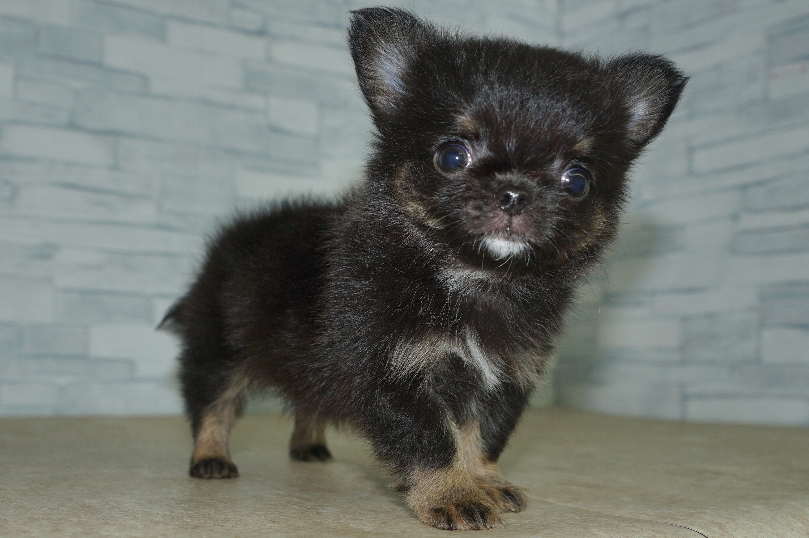 神奈川県のチワワ(ロング) (きくちペット湘南平塚店/2026年1月11日生まれ/男の子/ブラックタンホワイト)の子犬の2枚目の画像