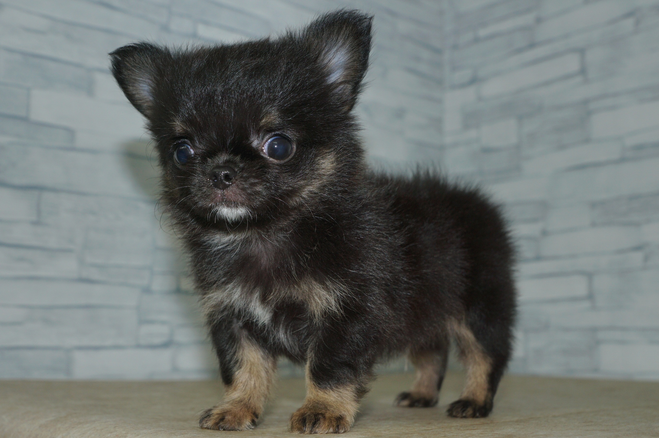 神奈川県のチワワ(ロング) (きくちペット湘南平塚店/2026年1月11日生まれ/男の子/ブラックタンホワイト)の子犬の3枚目の画像