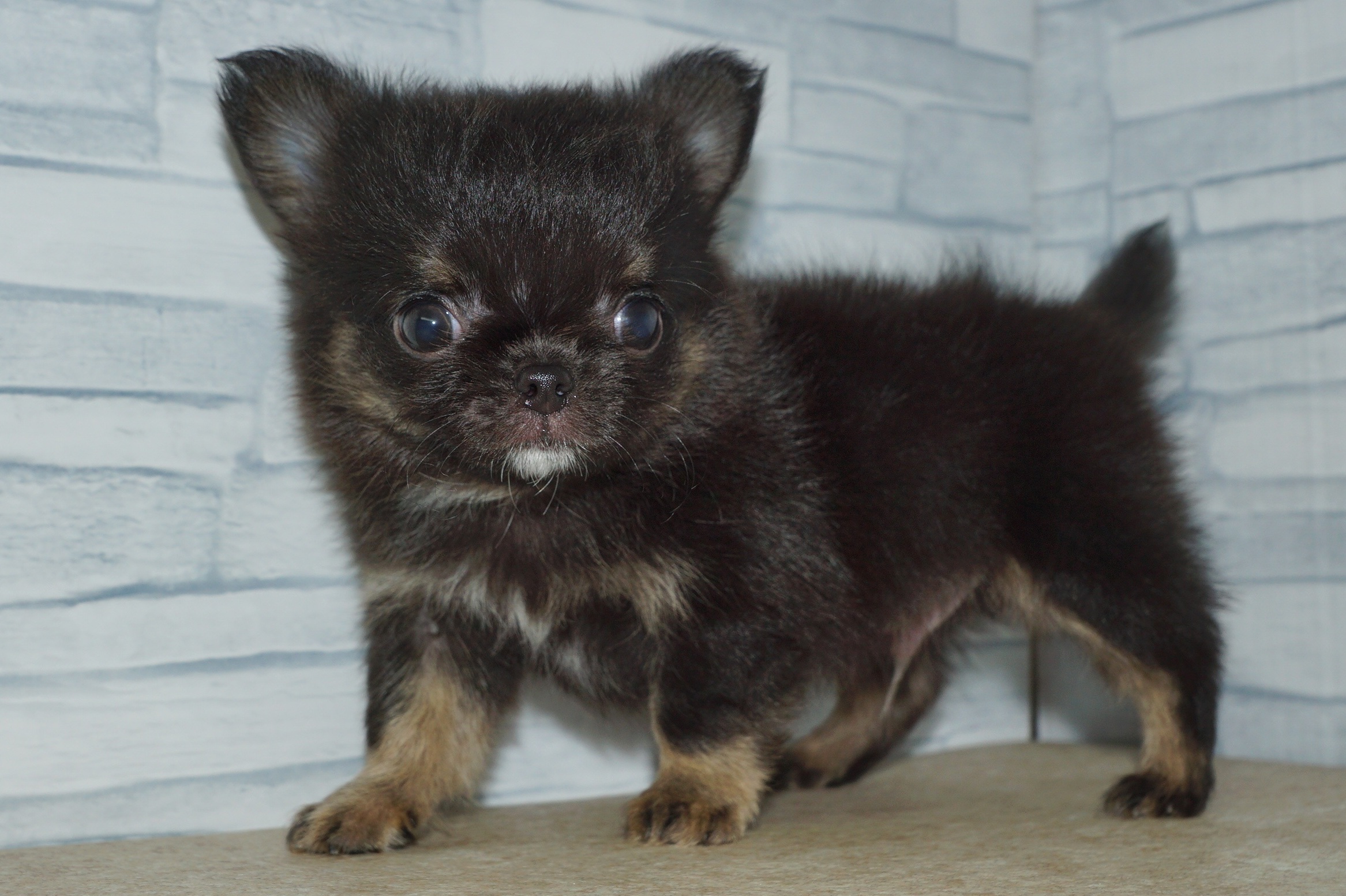 神奈川県のチワワ(ロング) (きくちペット湘南平塚店/2026年1月11日生まれ/男の子/ブラックタンホワイト)の子犬の4枚目の画像