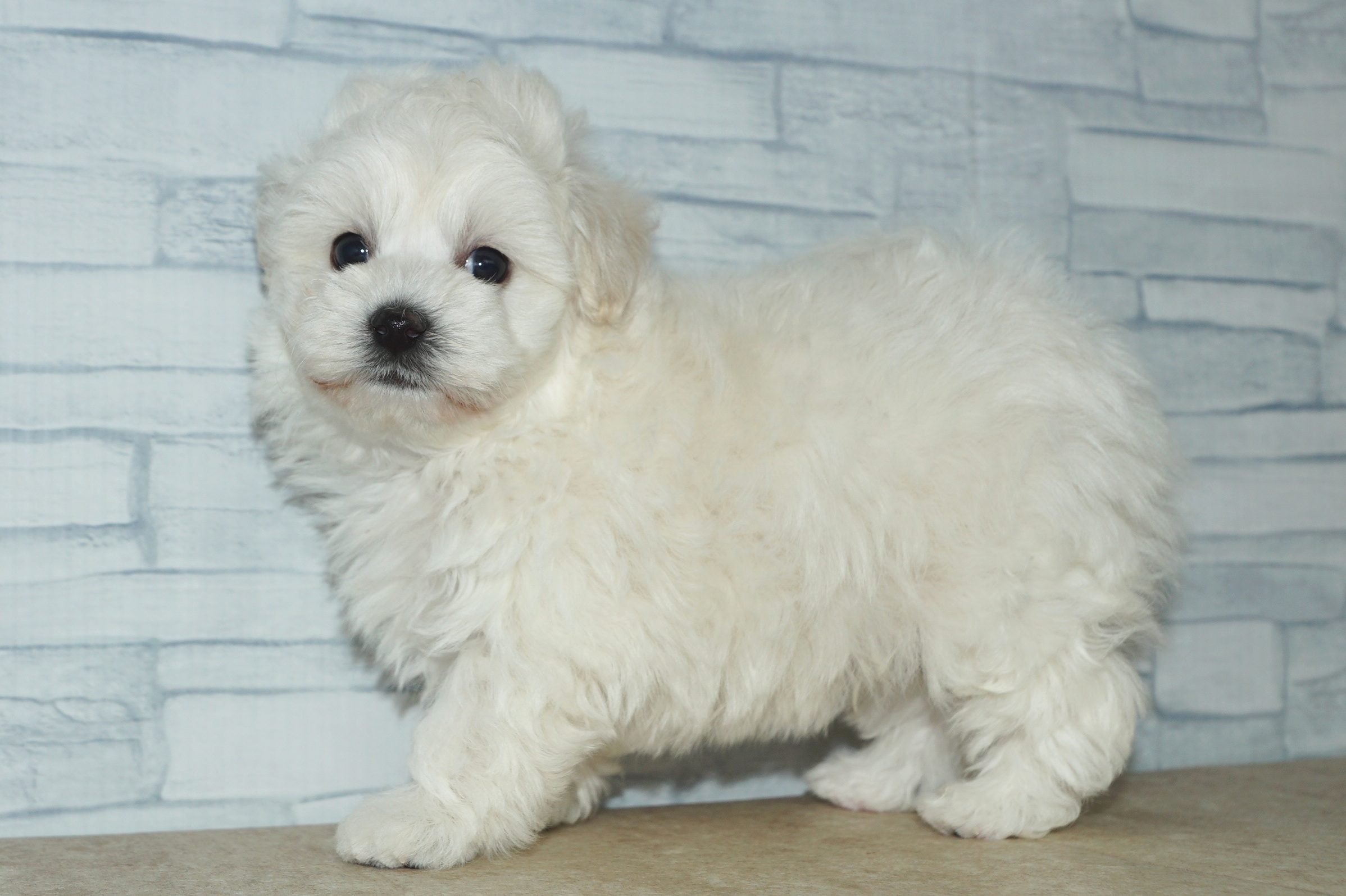 神奈川県のマルプー(マルチーズ×プードル) (きくちペット湘南平塚店/2026年1月23日生まれ/男の子/ホワイト)の子犬の3枚目の画像