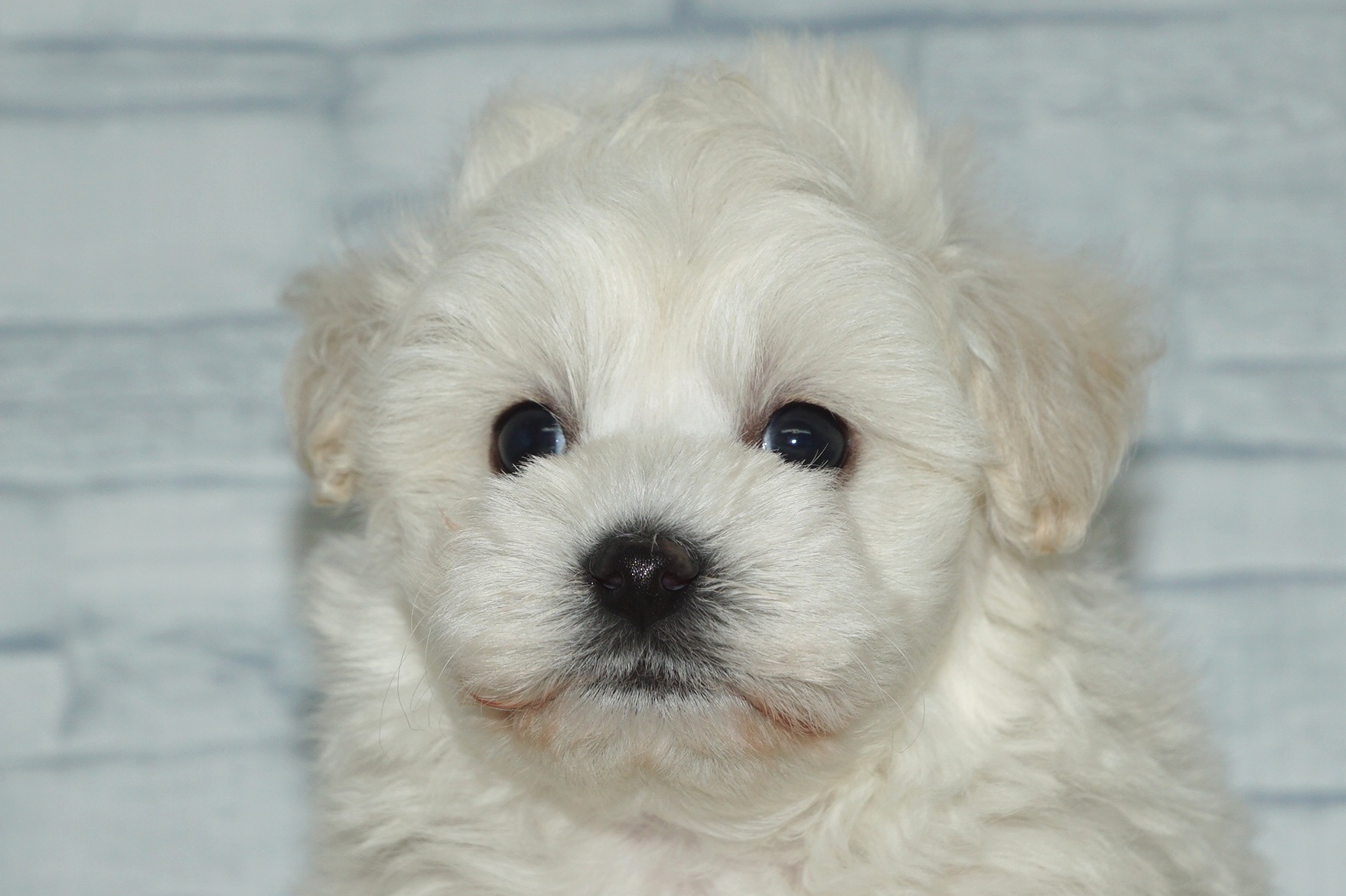 神奈川県のマルプー(マルチーズ×プードル) (きくちペット湘南平塚店/2026年1月23日生まれ/男の子/ホワイト)の子犬の1枚目の画像