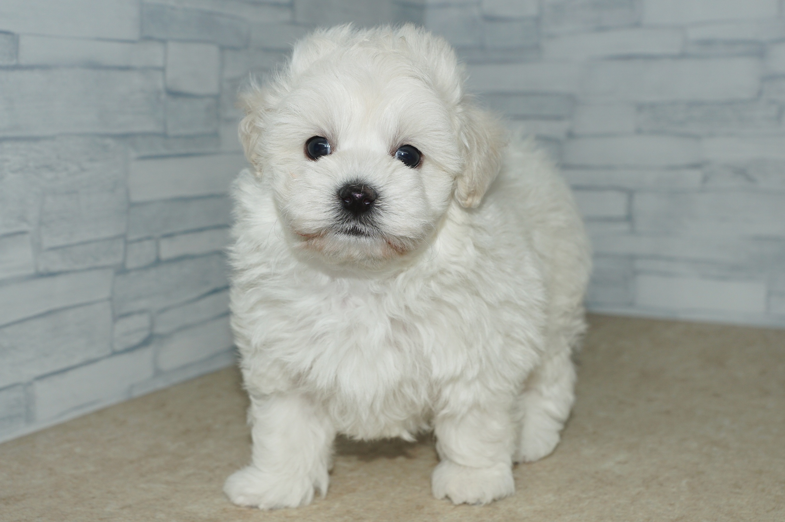 神奈川県のマルプー(マルチーズ×プードル) (きくちペット湘南平塚店/2026年1月23日生まれ/男の子/ホワイト)の子犬の4枚目の画像