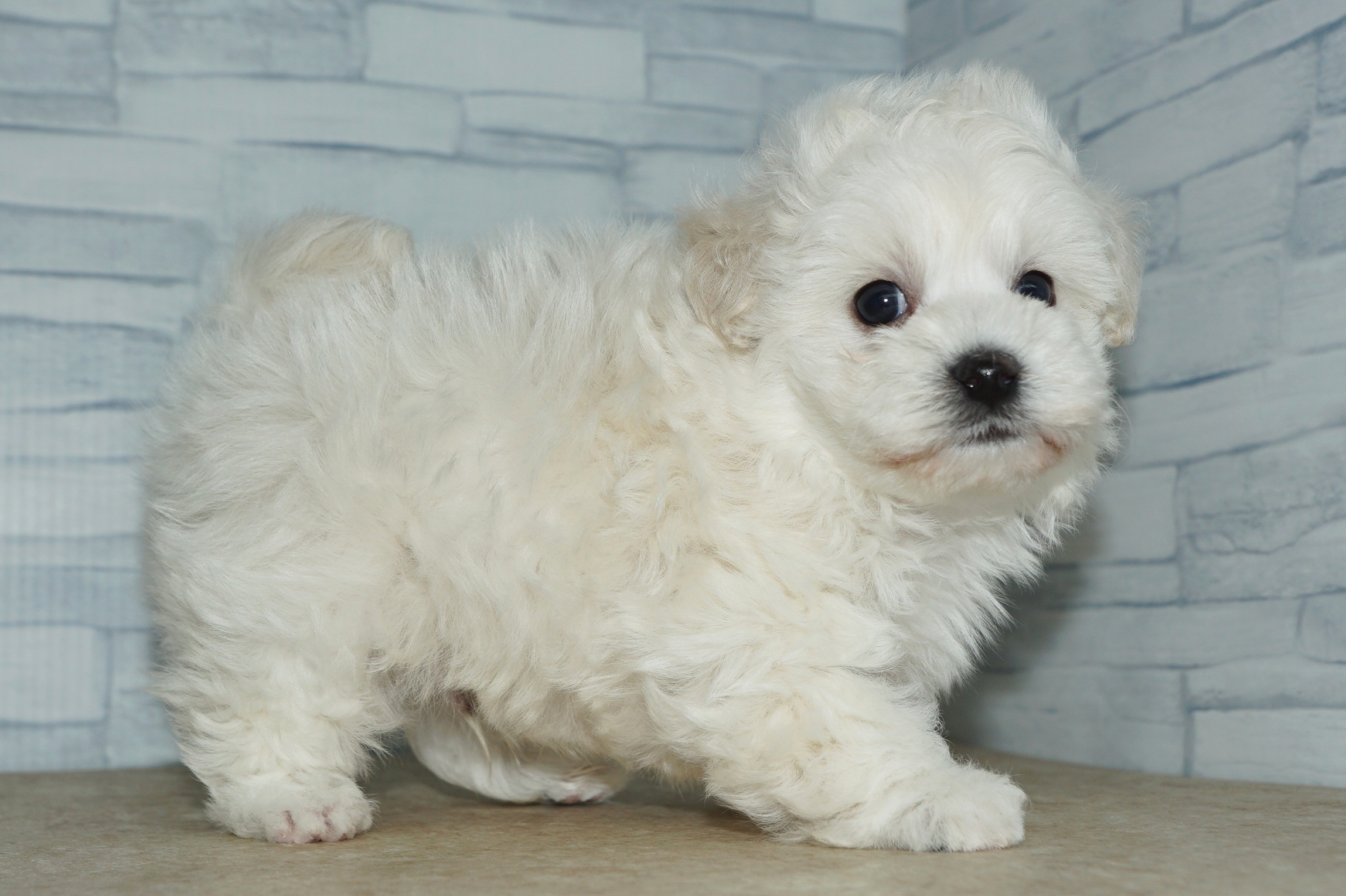 神奈川県のマルプー(マルチーズ×プードル) (きくちペット湘南平塚店/2026年1月23日生まれ/男の子/ホワイト)の子犬の2枚目の画像