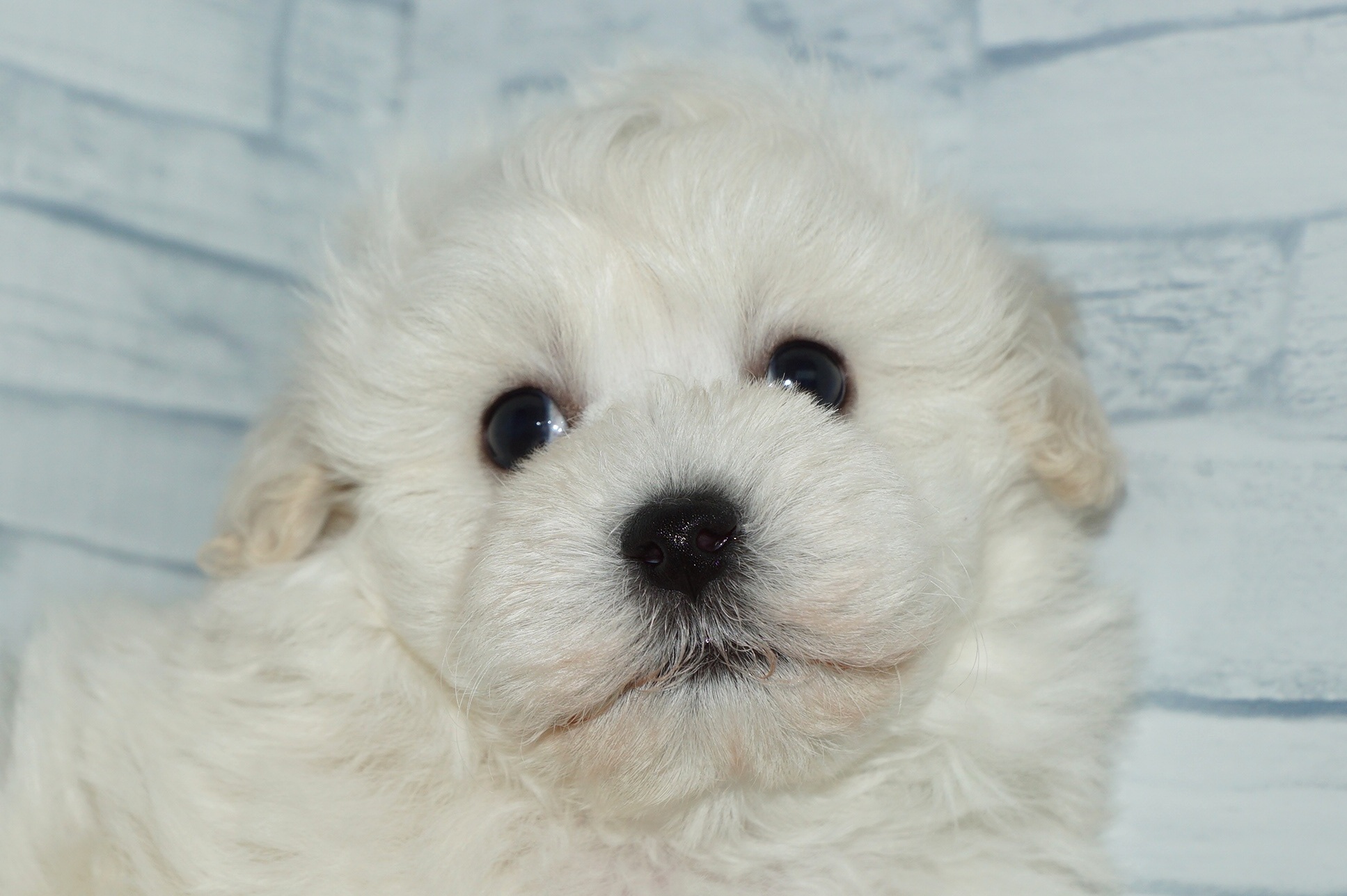 神奈川県のマルプー(マルチーズ×プードル) (きくちペット湘南平塚店/2026年1月23日生まれ/男の子/ホワイト)の子犬の1枚目の画像