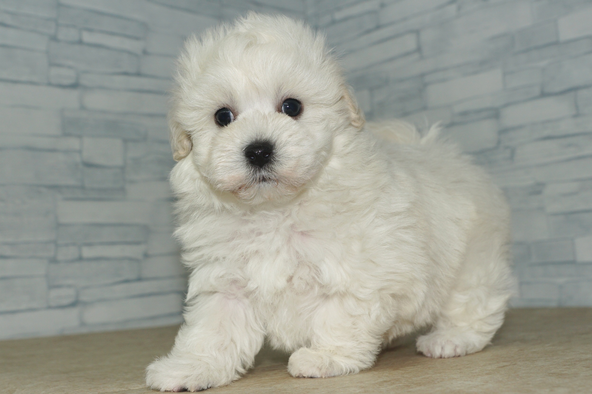 神奈川県のマルプー(マルチーズ×プードル) (きくちペット湘南平塚店/2026年1月23日生まれ/男の子/ホワイト)の子犬の4枚目の画像