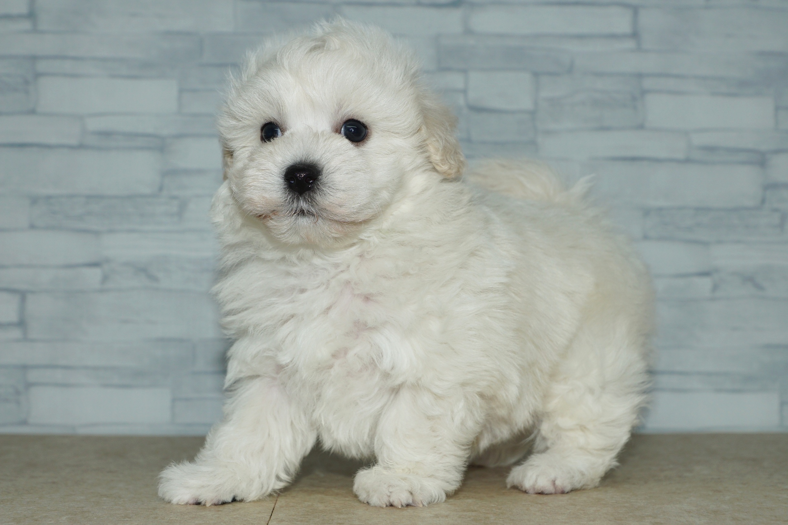 神奈川県のマルプー(マルチーズ×プードル) (きくちペット湘南平塚店/2026年1月23日生まれ/男の子/ホワイト)の子犬の3枚目の画像