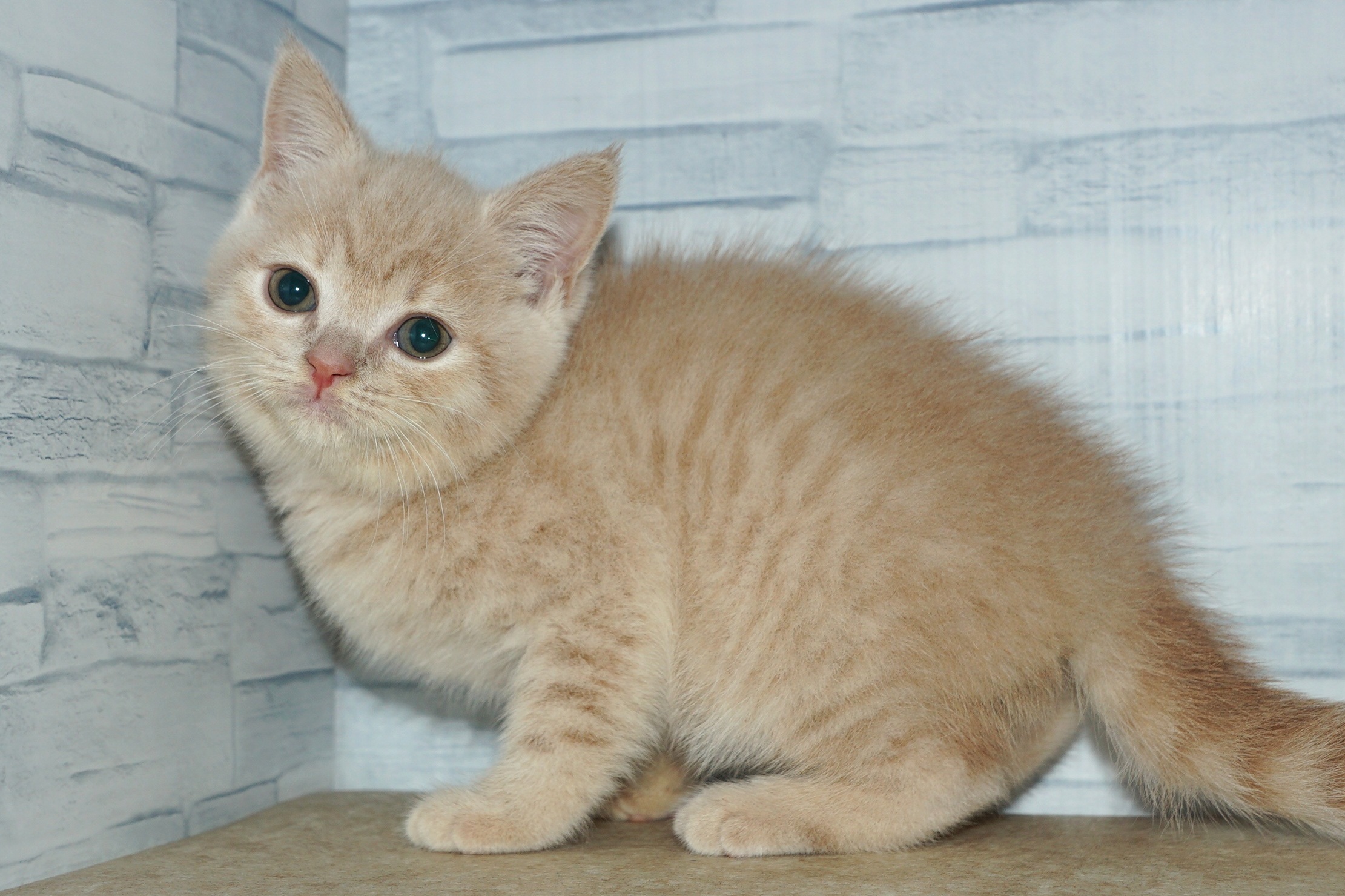 神奈川県のスコティッシュフォールド (きくちペット湘南平塚店/2026年1月15日生まれ/女の子/クリームタビー)の子猫の3枚目の画像