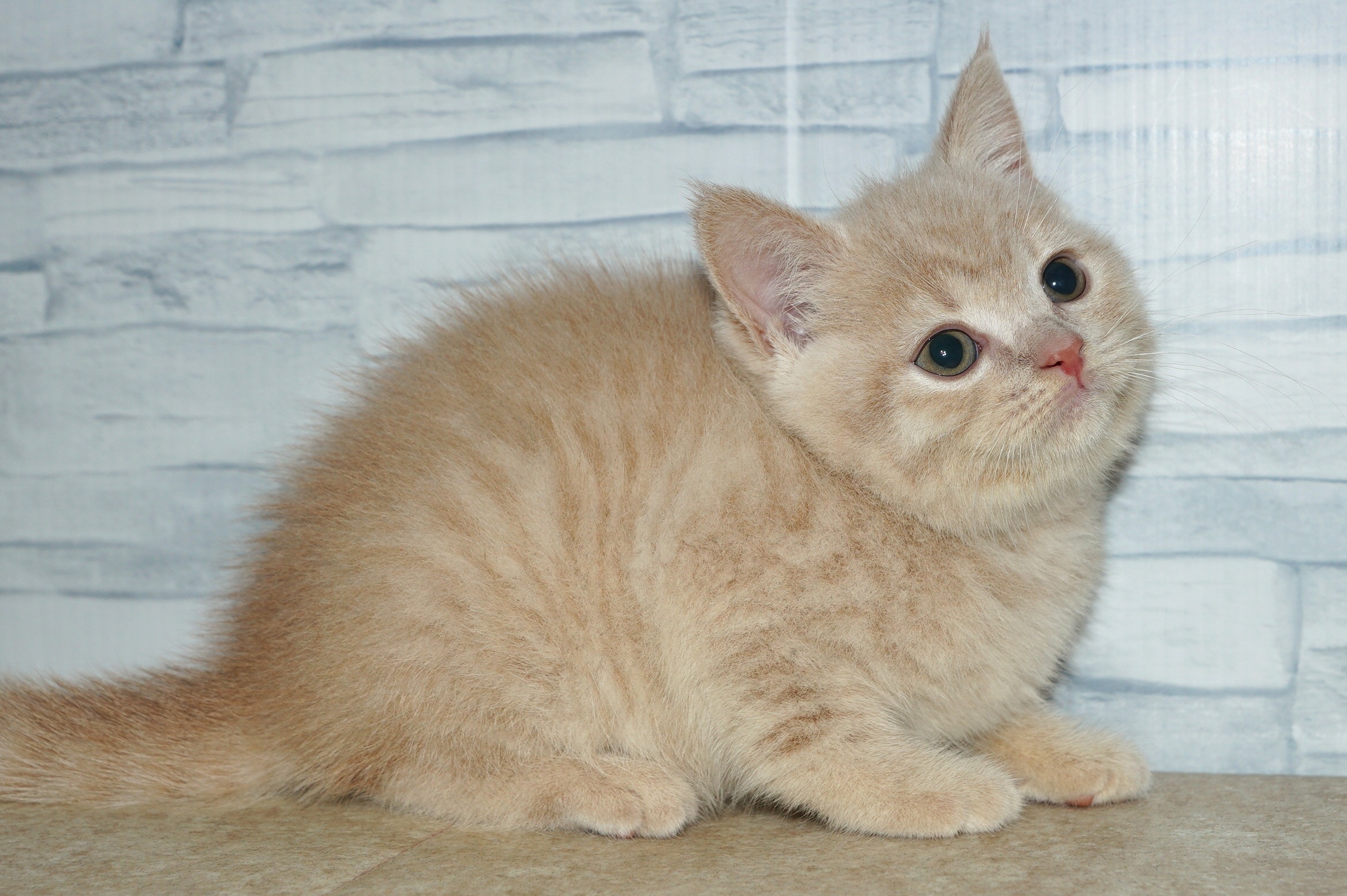 神奈川県のスコティッシュフォールド (きくちペット湘南平塚店/2026年1月15日生まれ/女の子/クリームタビー)の子猫の4枚目の画像