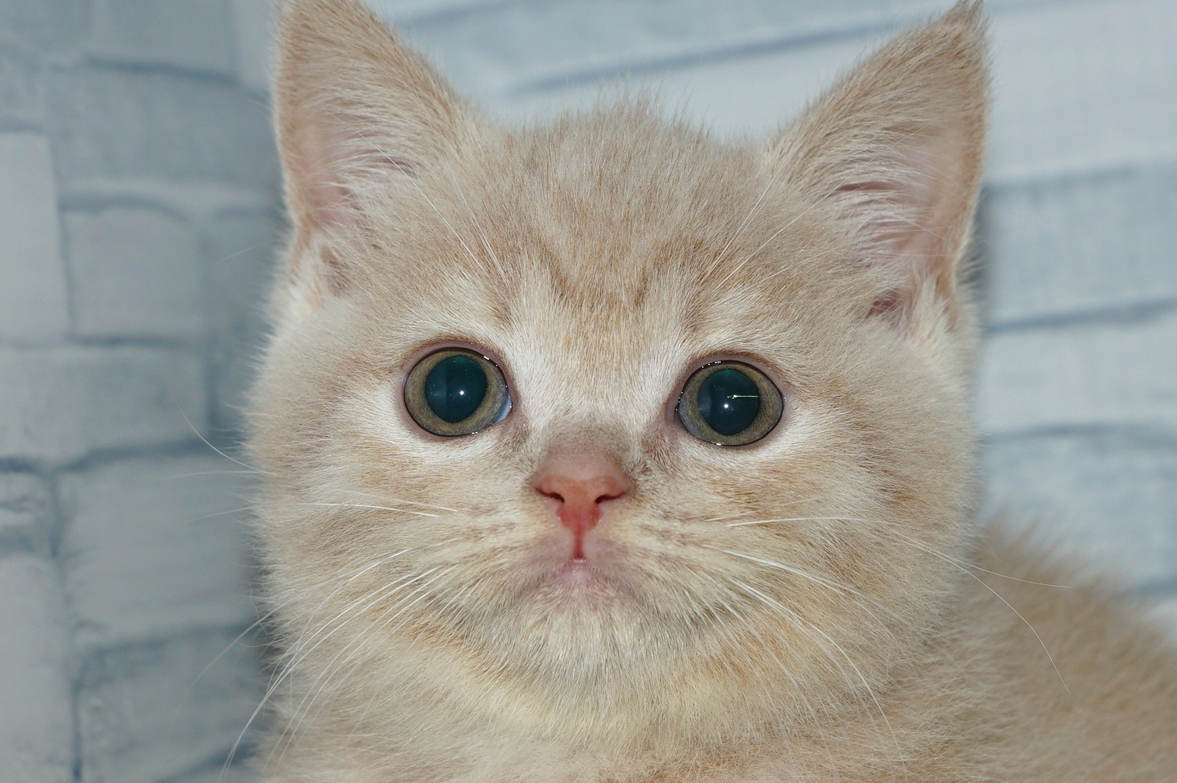 2026年1月15日生まれのスコティッシュフォールド