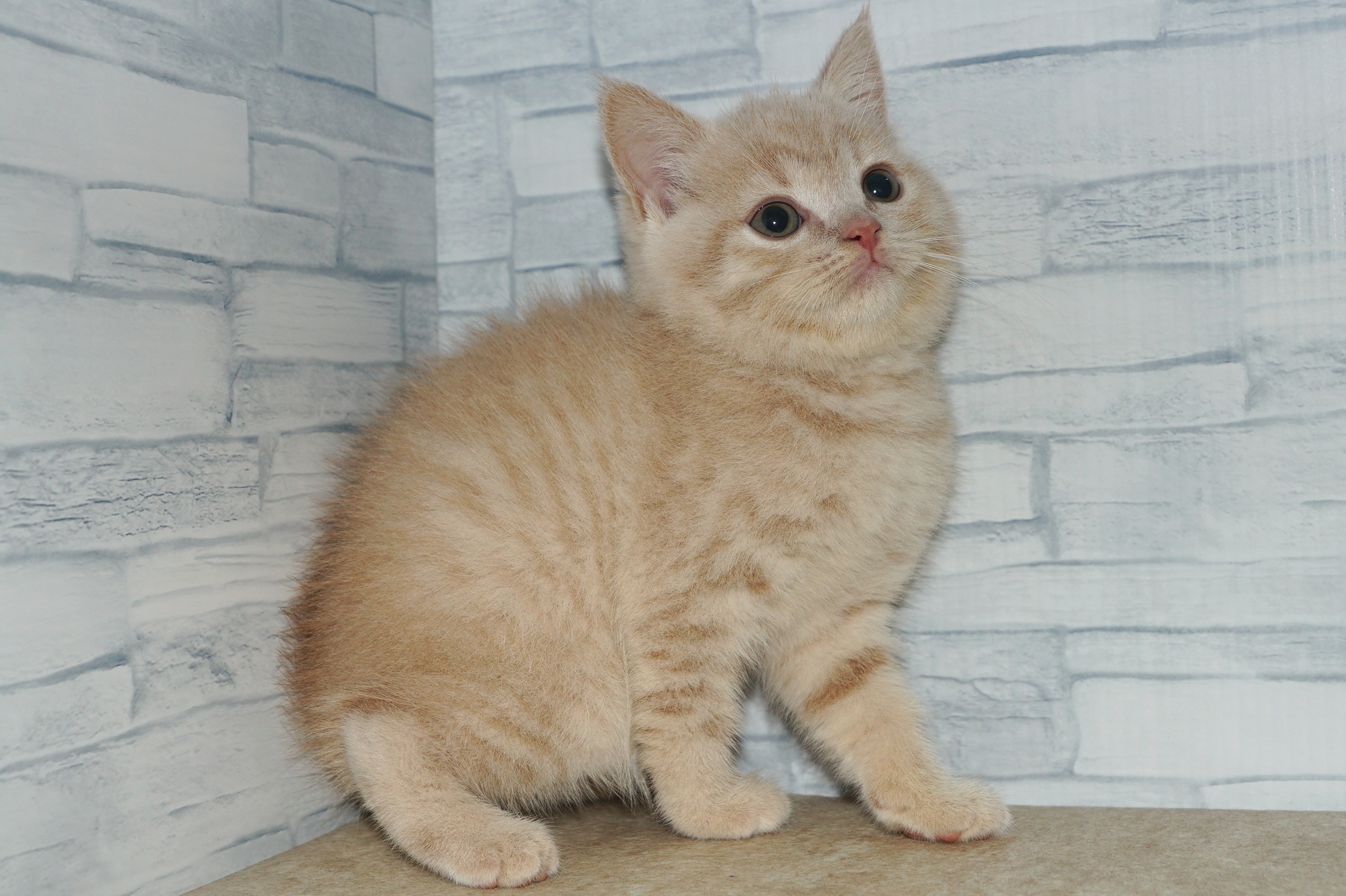 神奈川県のスコティッシュフォールド (きくちペット湘南平塚店/2026年1月15日生まれ/女の子/クリームタビー)の子猫の2枚目の画像