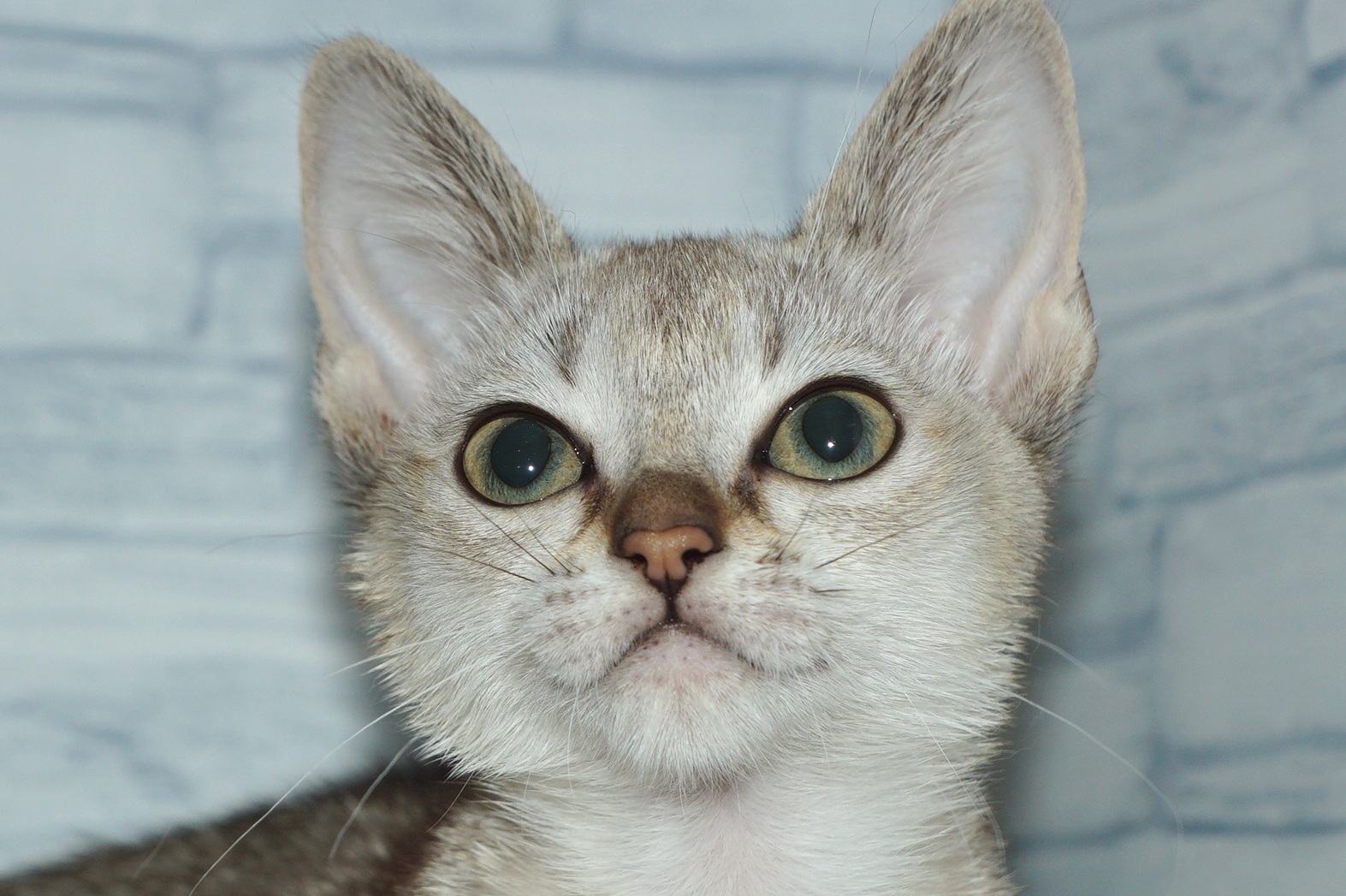 2026年1月6日生まれのシンガプーラ