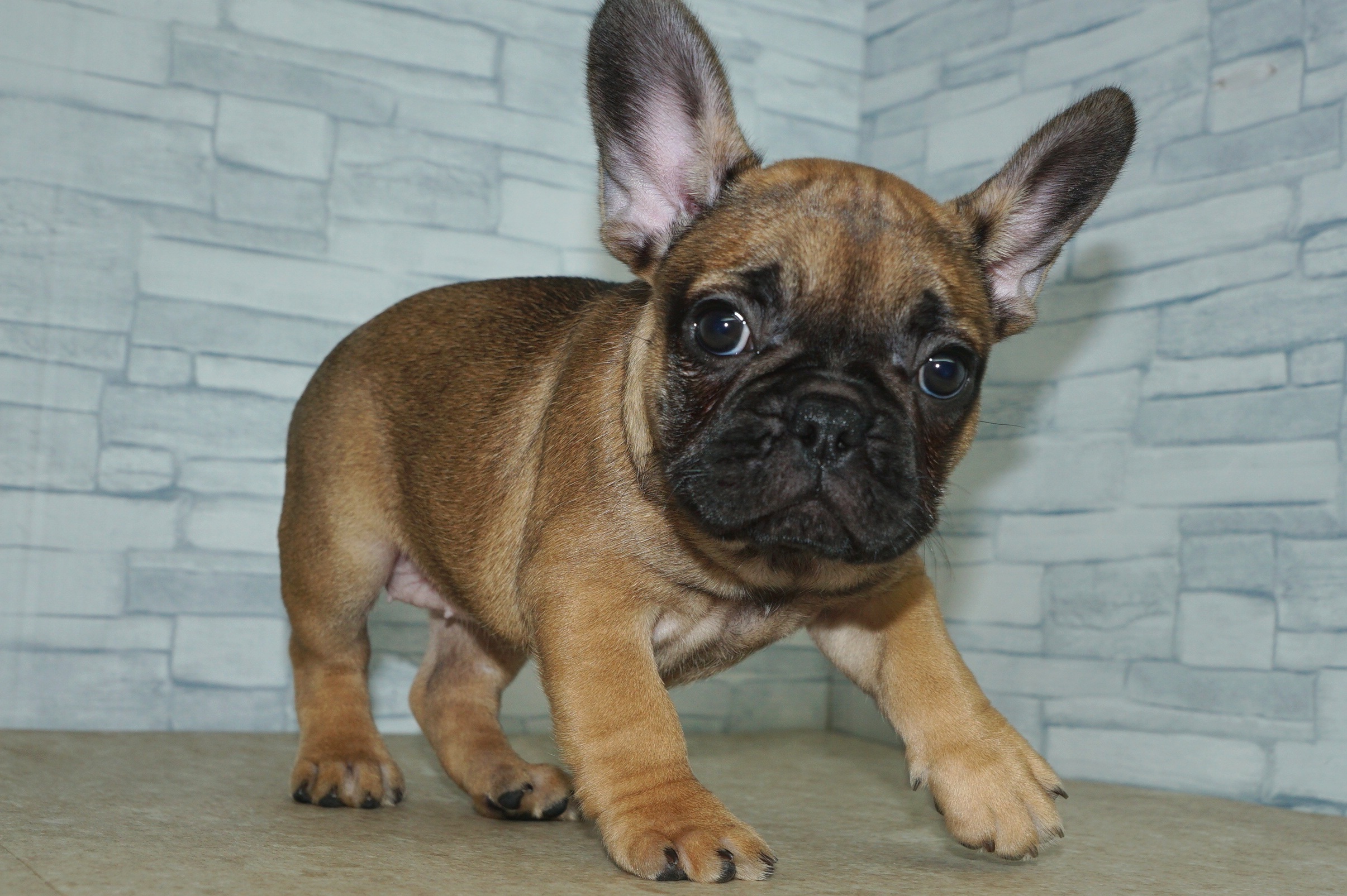 神奈川県のフレンチブルドッグ (きくちペット湘南平塚店/2026年1月16日生まれ/女の子/フォーン)の子犬の2枚目の画像