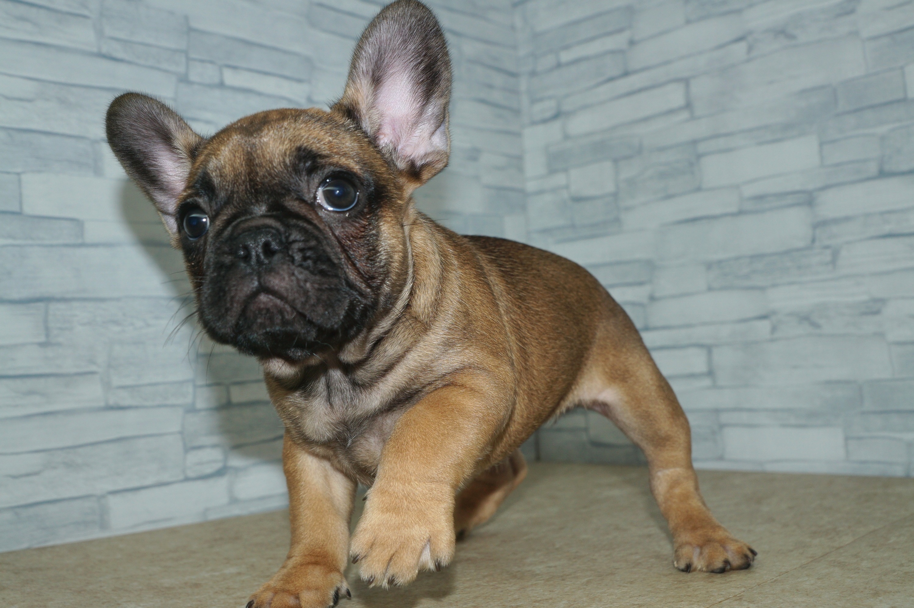 神奈川県のフレンチブルドッグ (きくちペット湘南平塚店/2026年1月16日生まれ/女の子/フォーン)の子犬の4枚目の画像