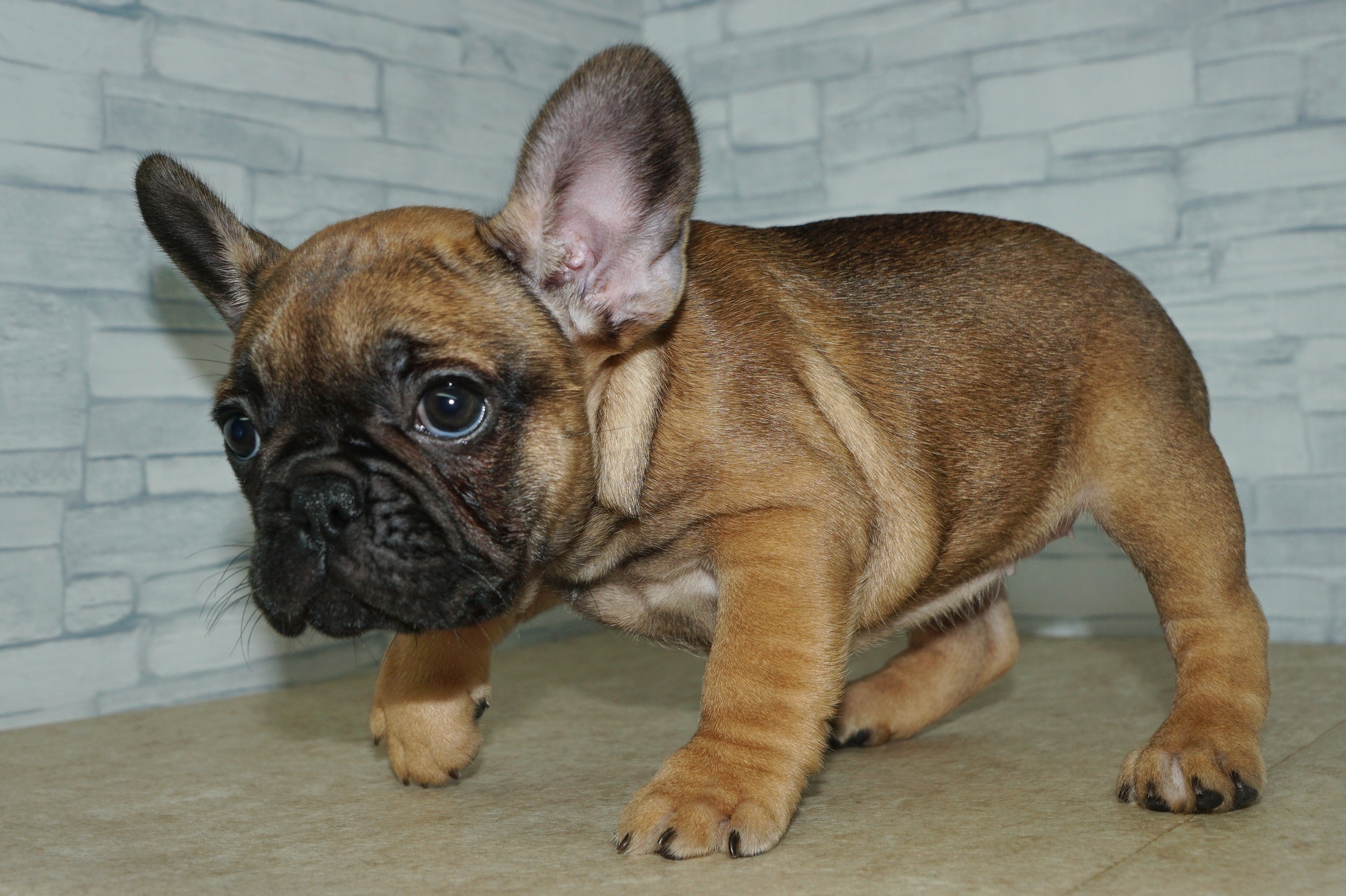 神奈川県のフレンチブルドッグ (きくちペット湘南平塚店/2026年1月16日生まれ/女の子/フォーン)の子犬の3枚目の画像